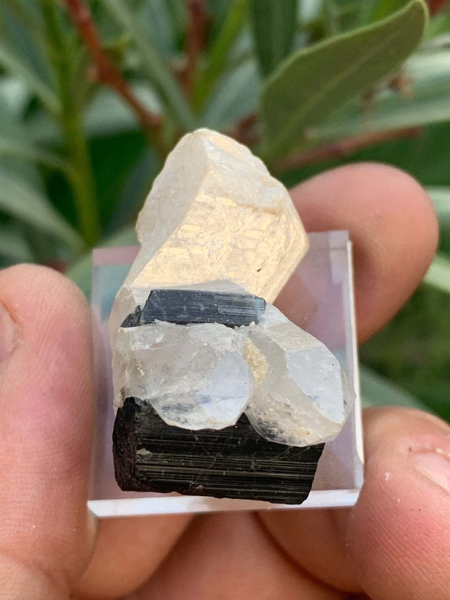 Black Tourmaline, natural specimen measuring 38 x 26 x 23 mm - 19.5 grams. A very beautiful tourmaline on Quartz and green Kunzite!