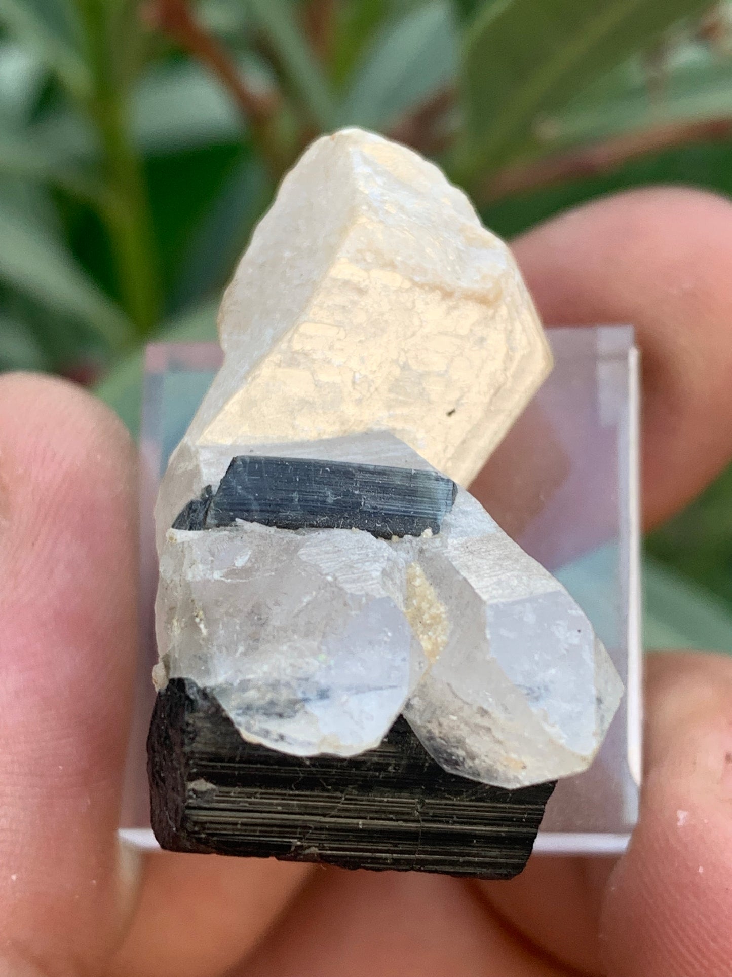 Black Tourmaline, natural specimen measuring 38 x 26 x 23 mm - 19.5 grams. A very beautiful tourmaline on Quartz and green Kunzite!