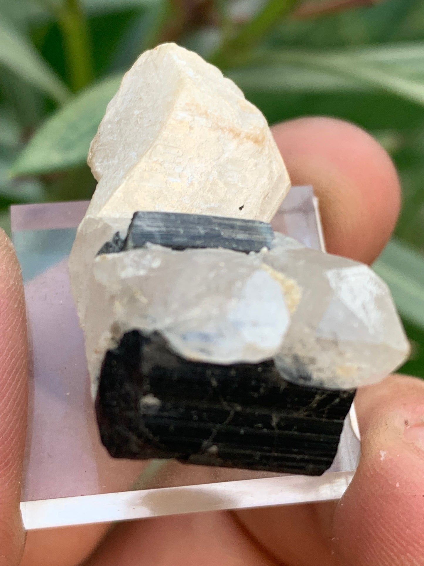 Black Tourmaline, natural specimen measuring 38 x 26 x 23 mm - 19.5 grams. A very beautiful tourmaline on Quartz and green Kunzite!