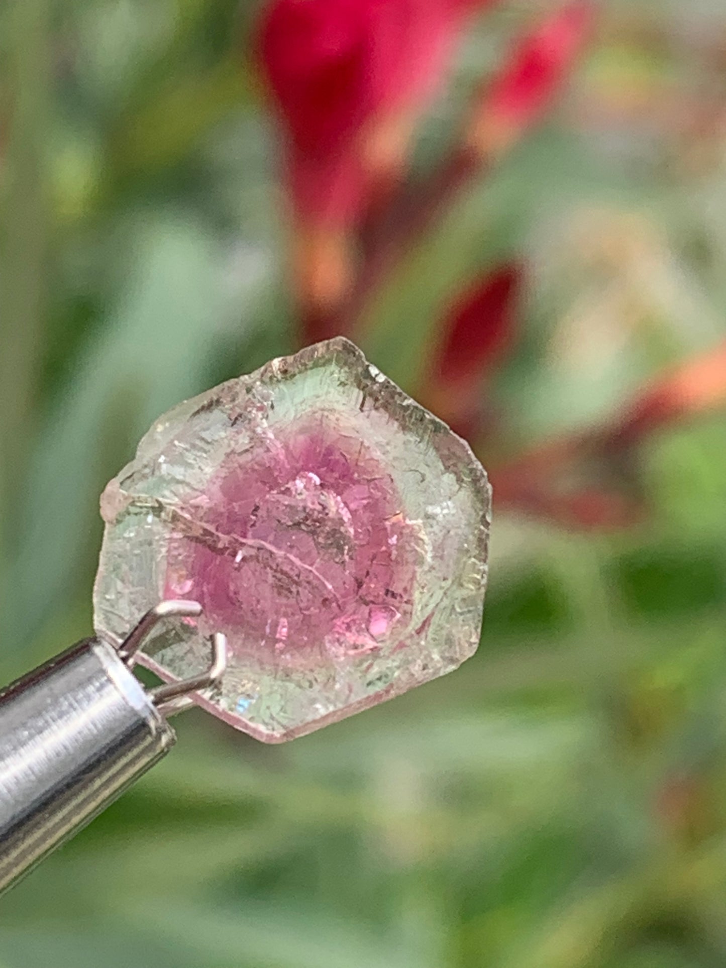 Tourmaline melon d'eau/ pastèque, vendu par paire, 14mm de diamètre x 2 - 8,5 carats. Parfait en bijouterie, collection ,exposition...