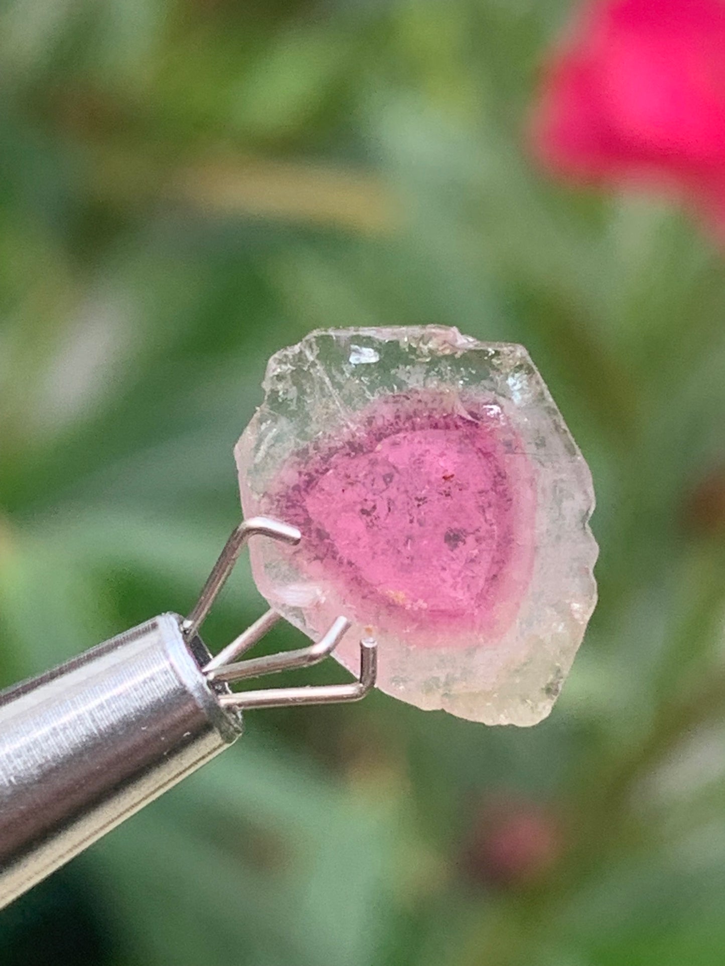 Tourmaline melon d'eau/ pastèque, vendu par paire, 14mm de diamètre x 2 - 8,5 carats. Parfait en bijouterie, collection ,exposition...