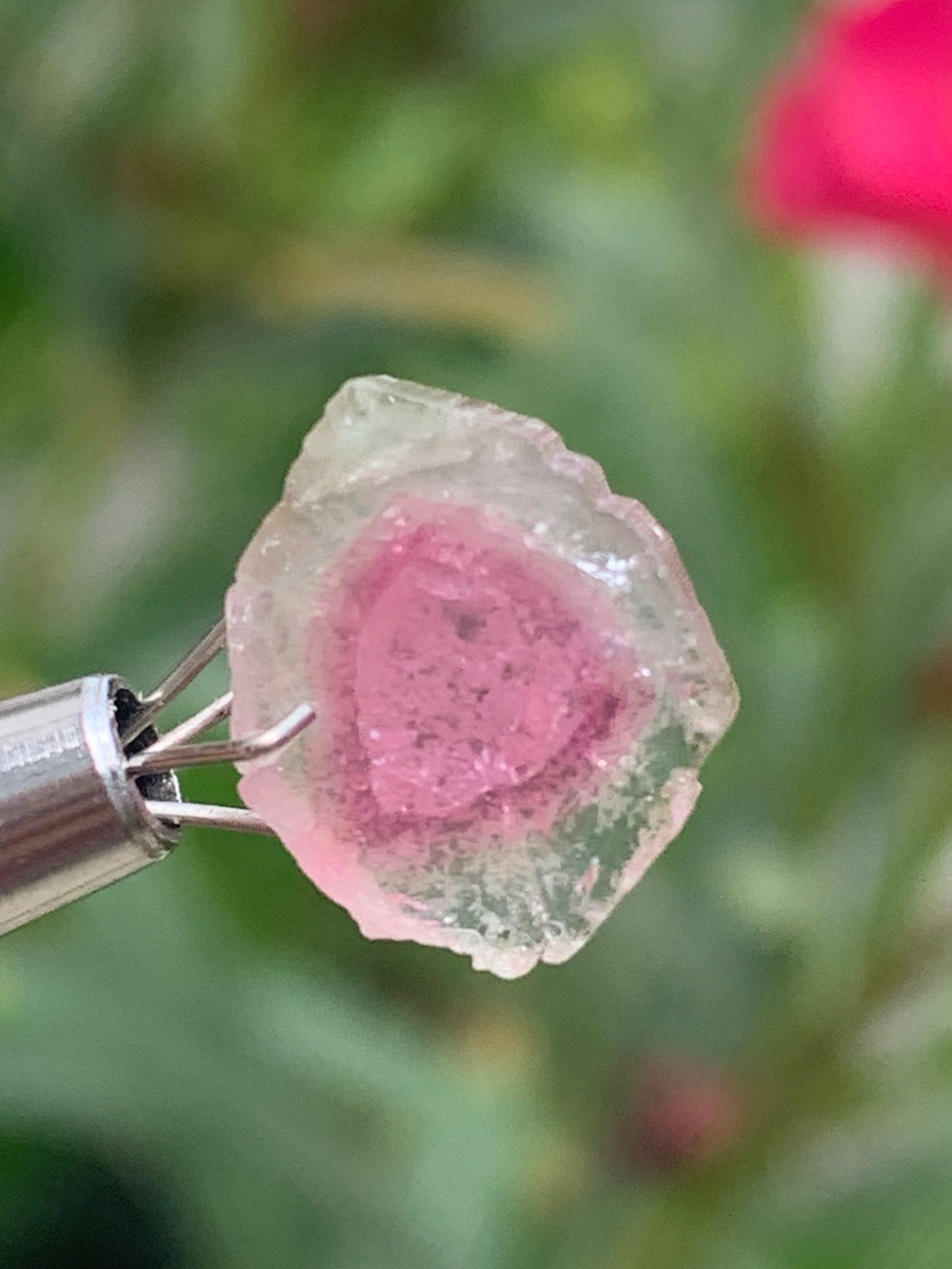 Tourmaline melon d'eau/ pastèque, vendu par paire, 14mm de diamètre x 2 - 8,5 carats. Parfait en bijouterie, collection ,exposition...
