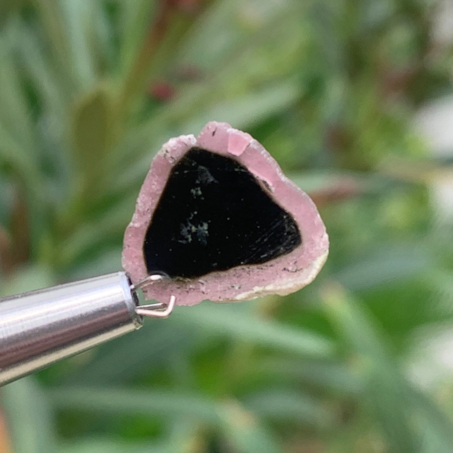 Tourmaline melon d'eau/ pastèque, vendu par paire, 15mm x 14 x 3 - 7 carats. Parfait en bijouterie, collection ,exposition...