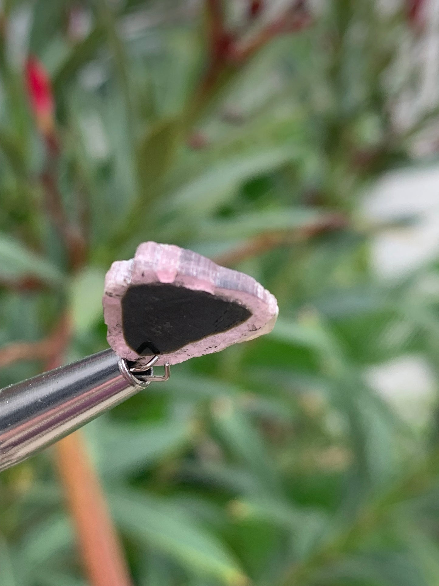 Tourmaline melon d'eau/ pastèque, vendu par paire, 15mm x 14 x 3 - 7 carats. Parfait en bijouterie, collection ,exposition...