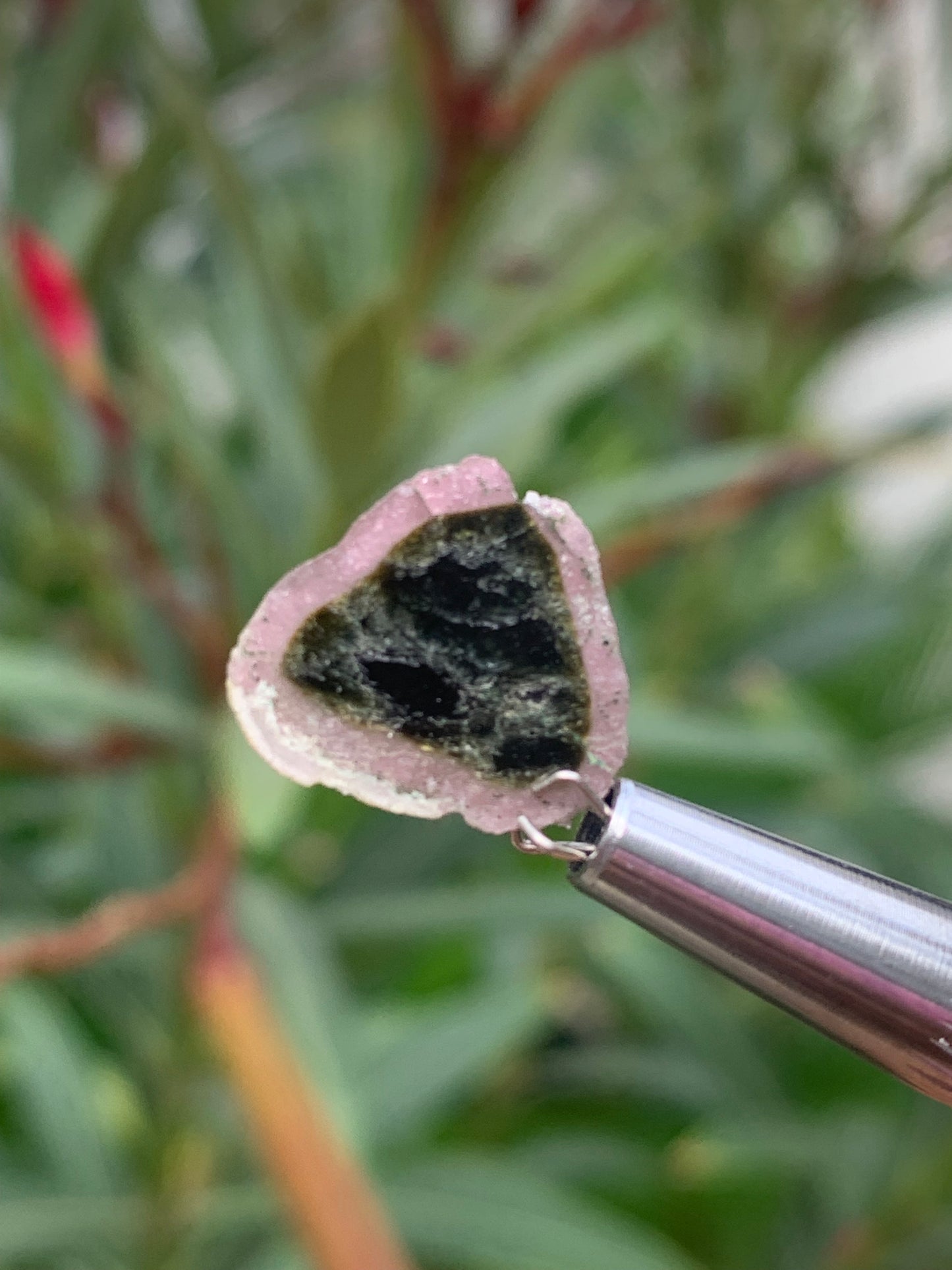 Tourmaline melon d'eau/ pastèque, vendu par paire, 15mm x 14 x 3 - 7 carats. Parfait en bijouterie, collection ,exposition...