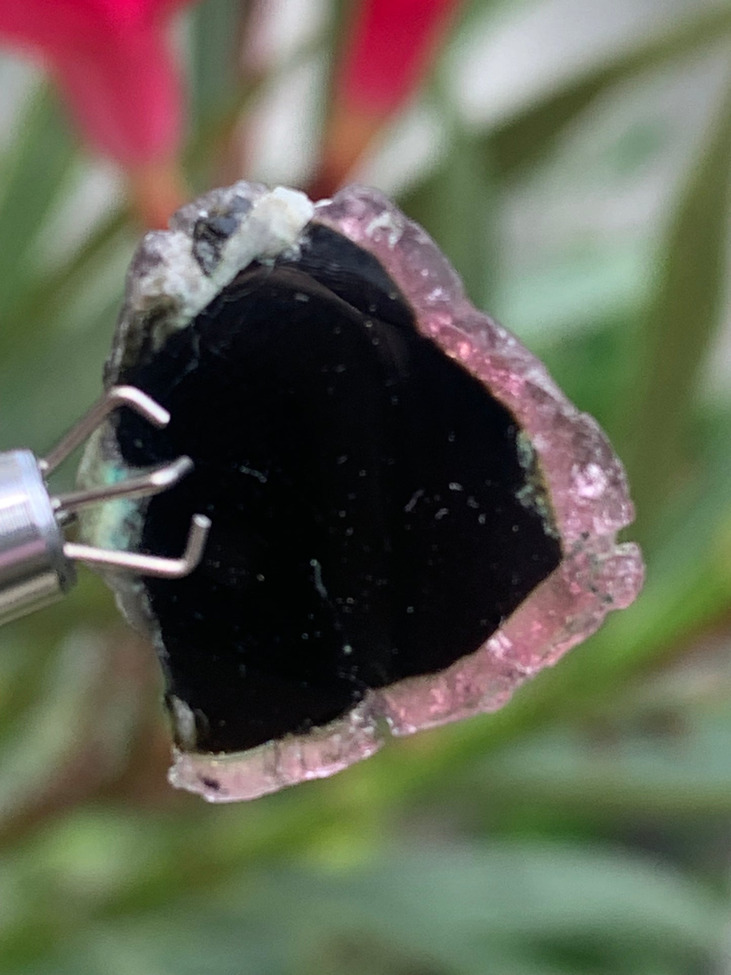 Tourmaline melon d'eau/ pastèque, 18mm x 16 x 4 - 10 carats. Parfait en bijouterie, collection ,exposition...