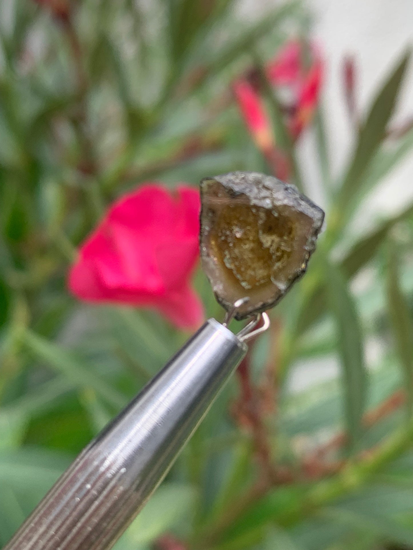 Tourmaline Dravite (brune), vendu par paire, 14mm x 12 x 3 - 10 carats. Parfait en bijouterie, collection ,exposition...