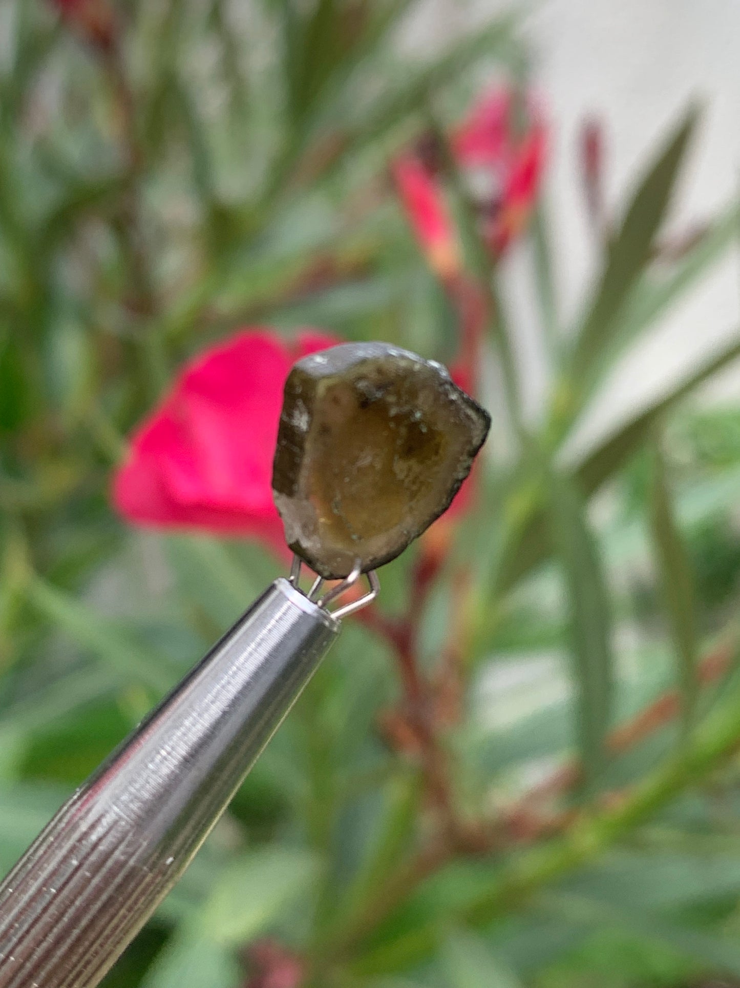 Tourmaline Dravite (brune), vendu par paire, 14mm x 12 x 3 - 10 carats. Parfait en bijouterie, collection ,exposition...