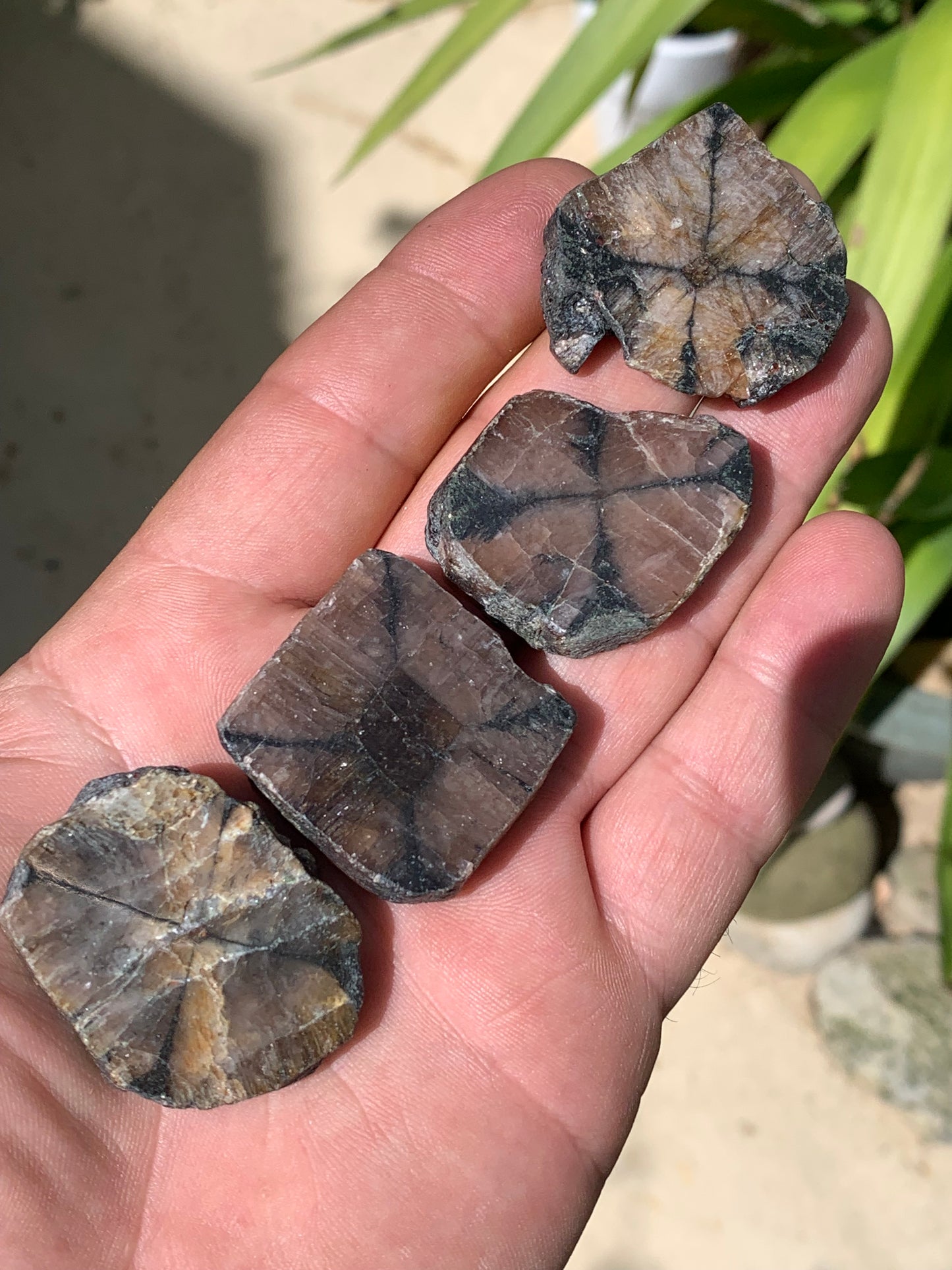 Andalousite/ Chiastolite, 5 pièces au choix dont 4 sciés avec une croix naturelle ! Protection, ancrage, transmutation, harmonie et plus encore !