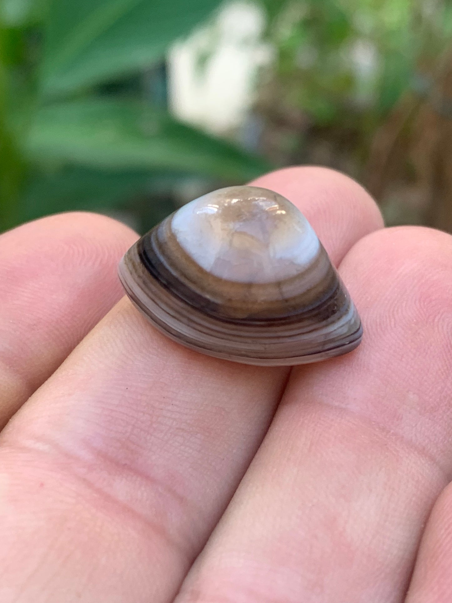 Agate 'Œil de Shiva' ou 'Œil de cyclope' - Au choix, 2 spécimens naturels de 24x15x15mm (6gr.) ou 23x15x15 (7 gr.) !