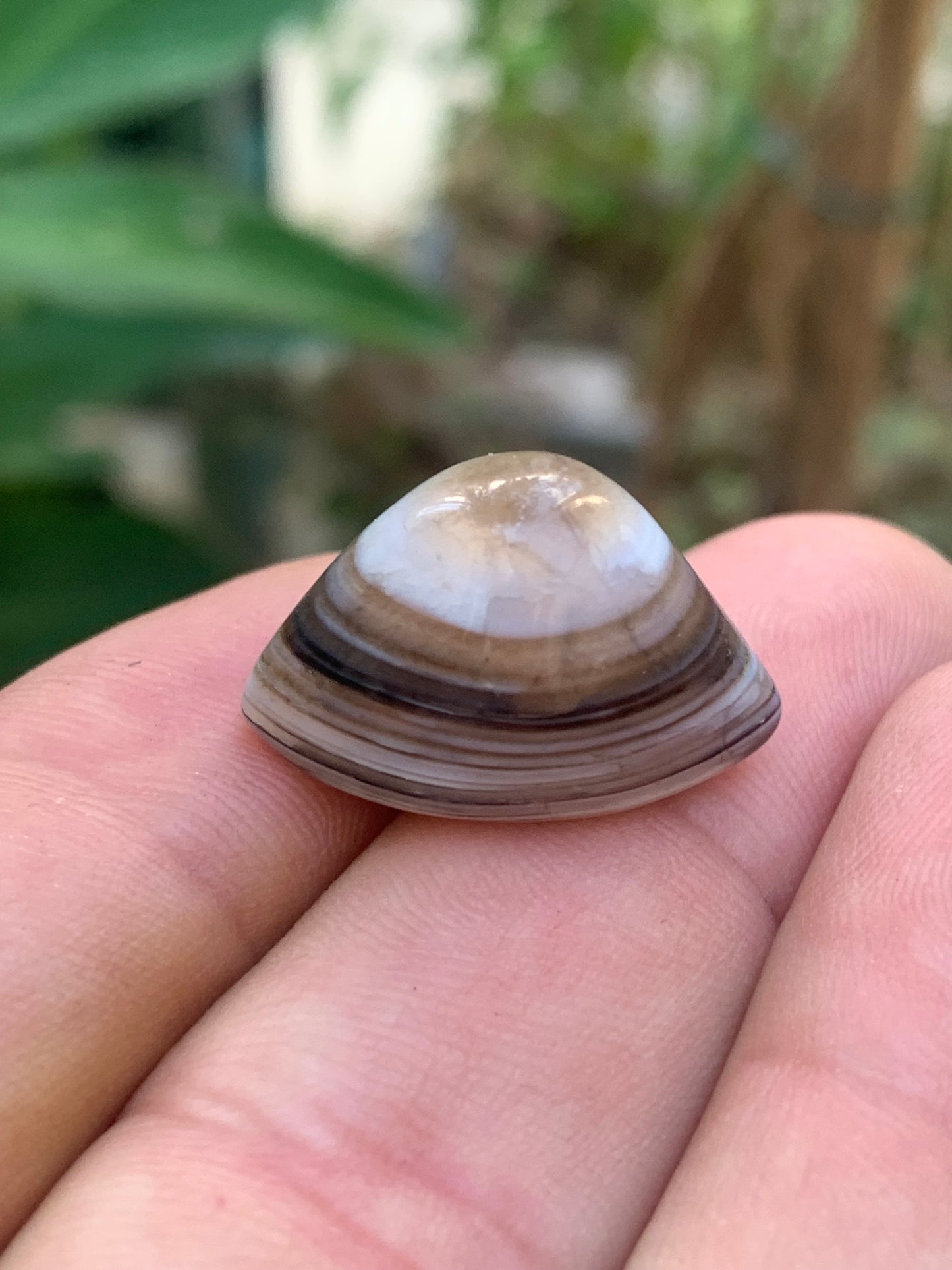 Agate 'Œil de Shiva' ou 'Œil de cyclope' - Au choix, 2 spécimens naturels de 24x15x15mm (6gr.) ou 23x15x15 (7 gr.) !