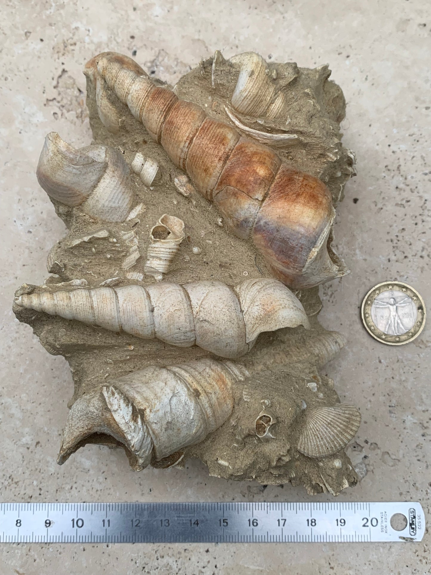 Coquillage de France (Mer des Faluns, Seine-et-Marne - 77). Amas/conglomérat de 13 × 18 × 7 cm, 656 grammes. Daté d’environ 1 million d’années !