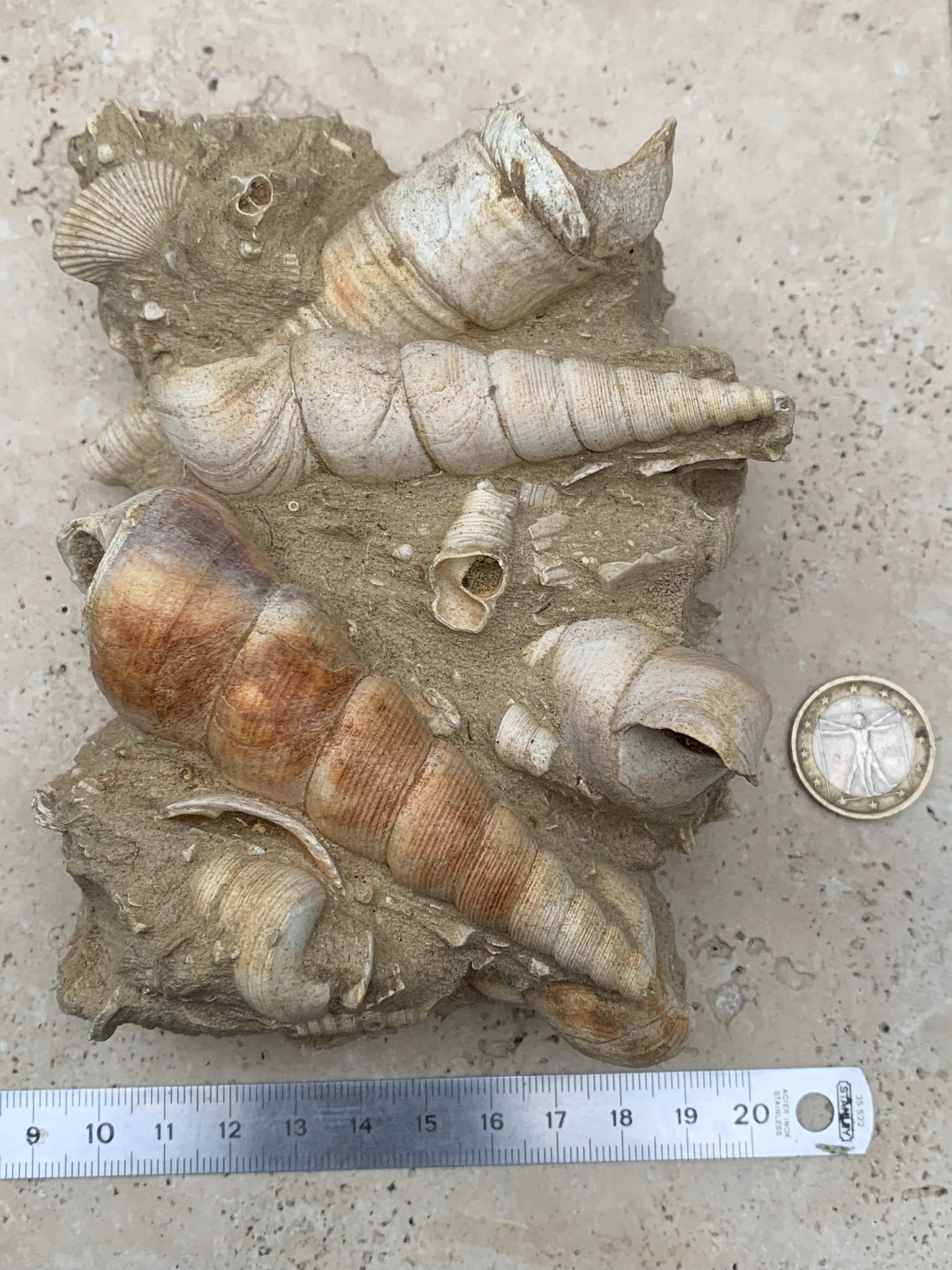 Coquillage de France (Mer des Faluns, Seine-et-Marne - 77). Amas/conglomérat de 13 × 18 × 7 cm, 656 grammes. Daté d’environ 1 million d’années !