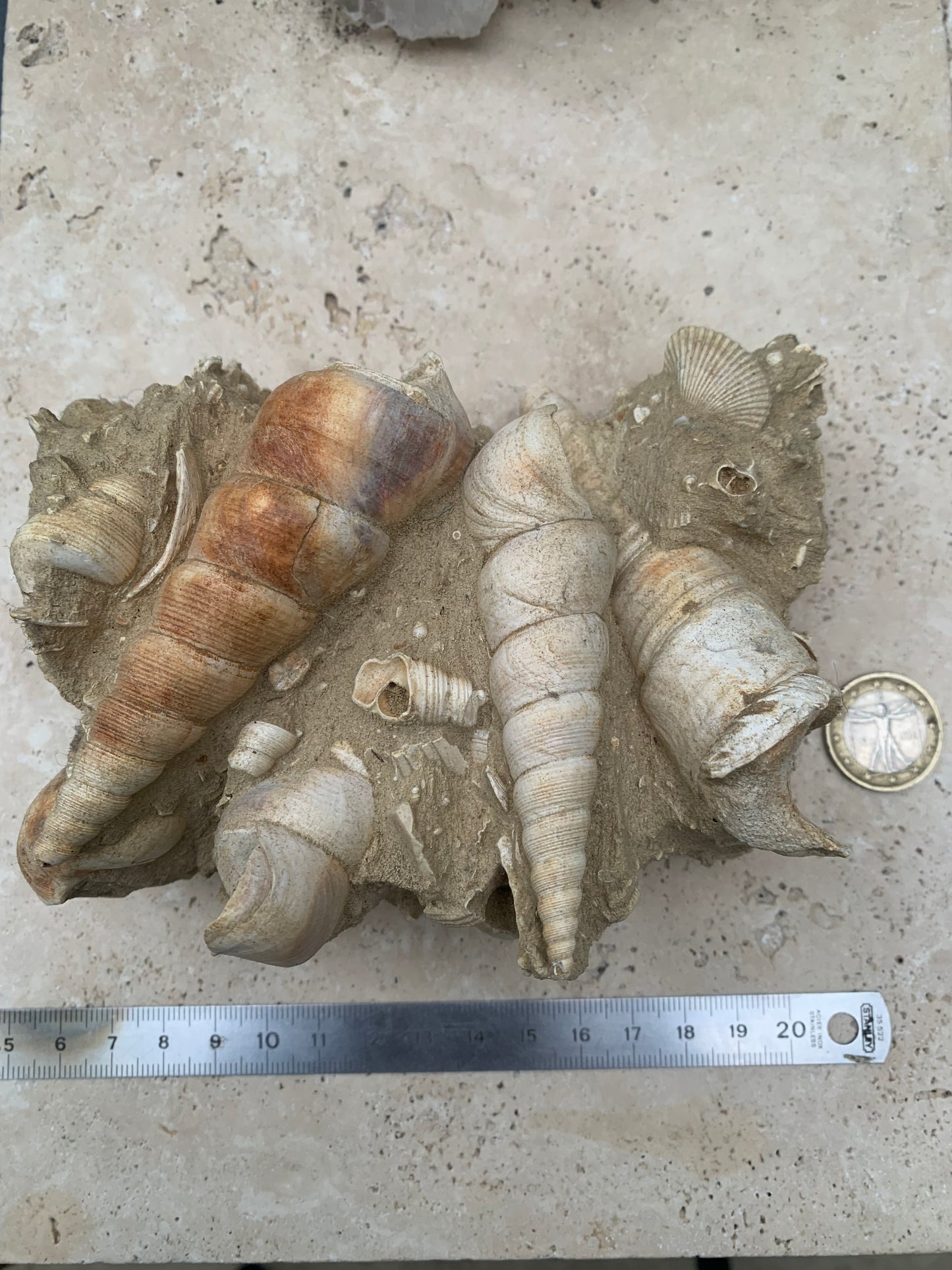 Coquillage de France (Mer des Faluns, Seine-et-Marne - 77). Amas/conglomérat de 13 × 18 × 7 cm, 656 grammes. Daté d’environ 1 million d’années !