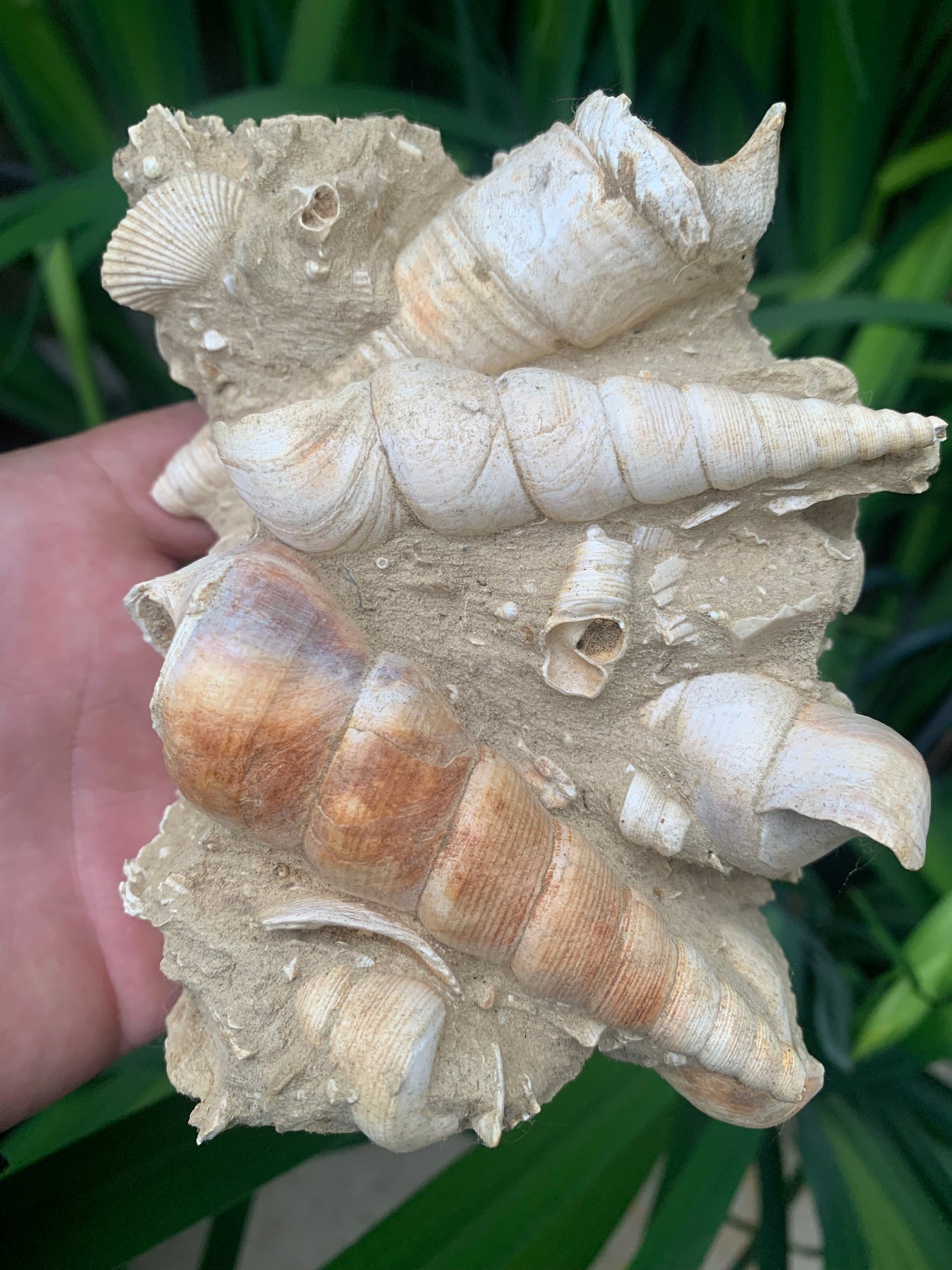 Coquillage de France (Mer des Faluns, Seine-et-Marne - 77). Amas/conglomérat de 13 × 18 × 7 cm, 656 grammes. Daté d’environ 1 million d’années !