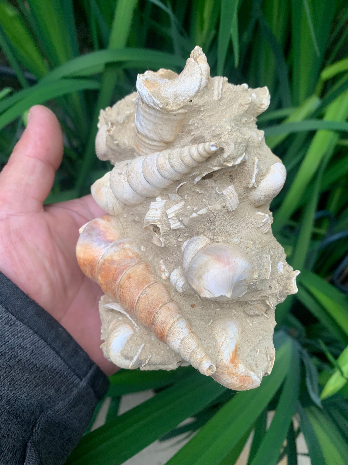 Coquillage de France (Mer des Faluns, Seine-et-Marne - 77). Amas/conglomérat de 13 × 18 × 7 cm, 656 grammes. Daté d’environ 1 million d’années !