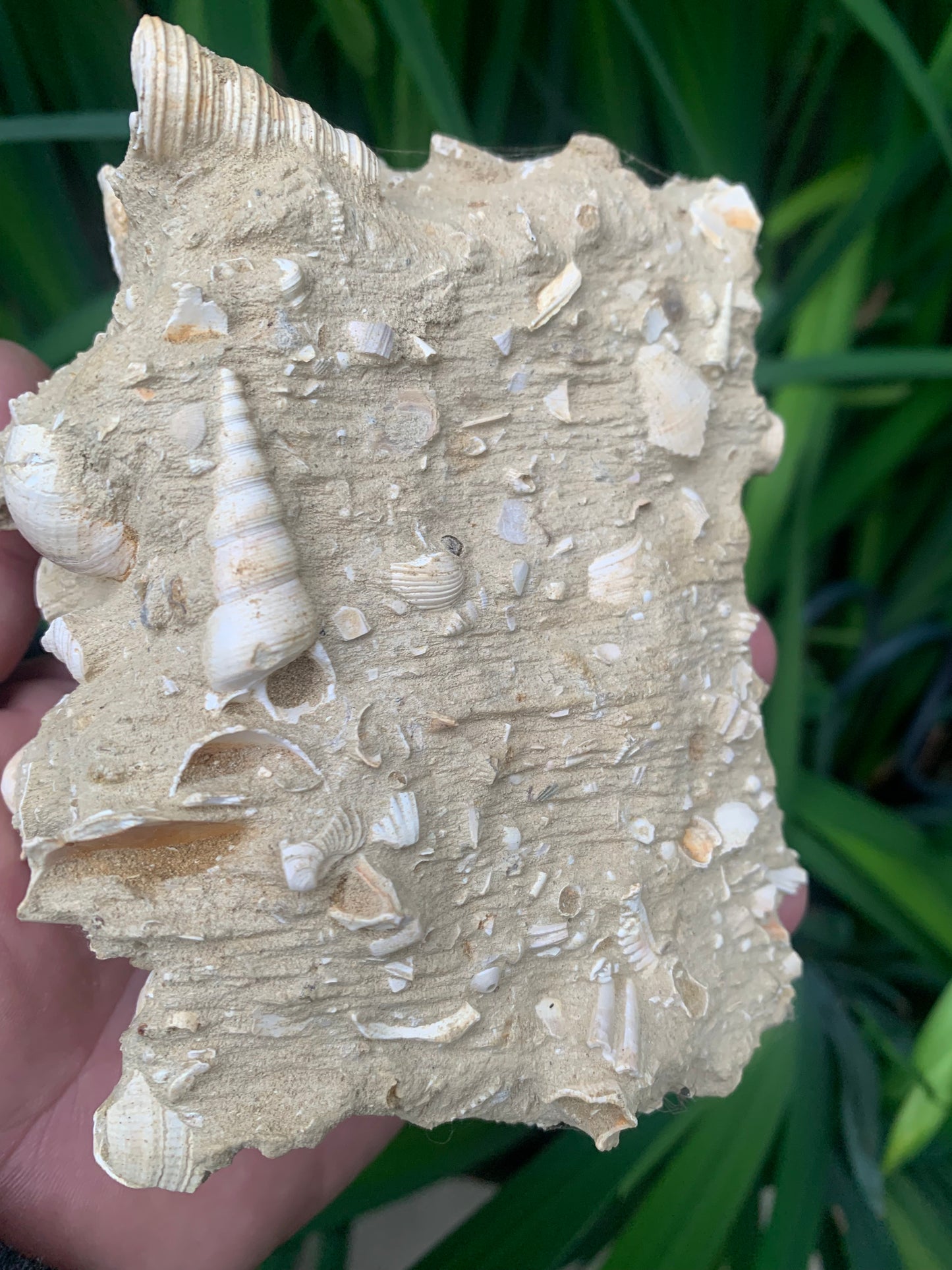 Coquillage de France (Mer des Faluns, Seine-et-Marne - 77). Amas/conglomérat de 13 × 18 × 7 cm, 656 grammes. Daté d’environ 1 million d’années !