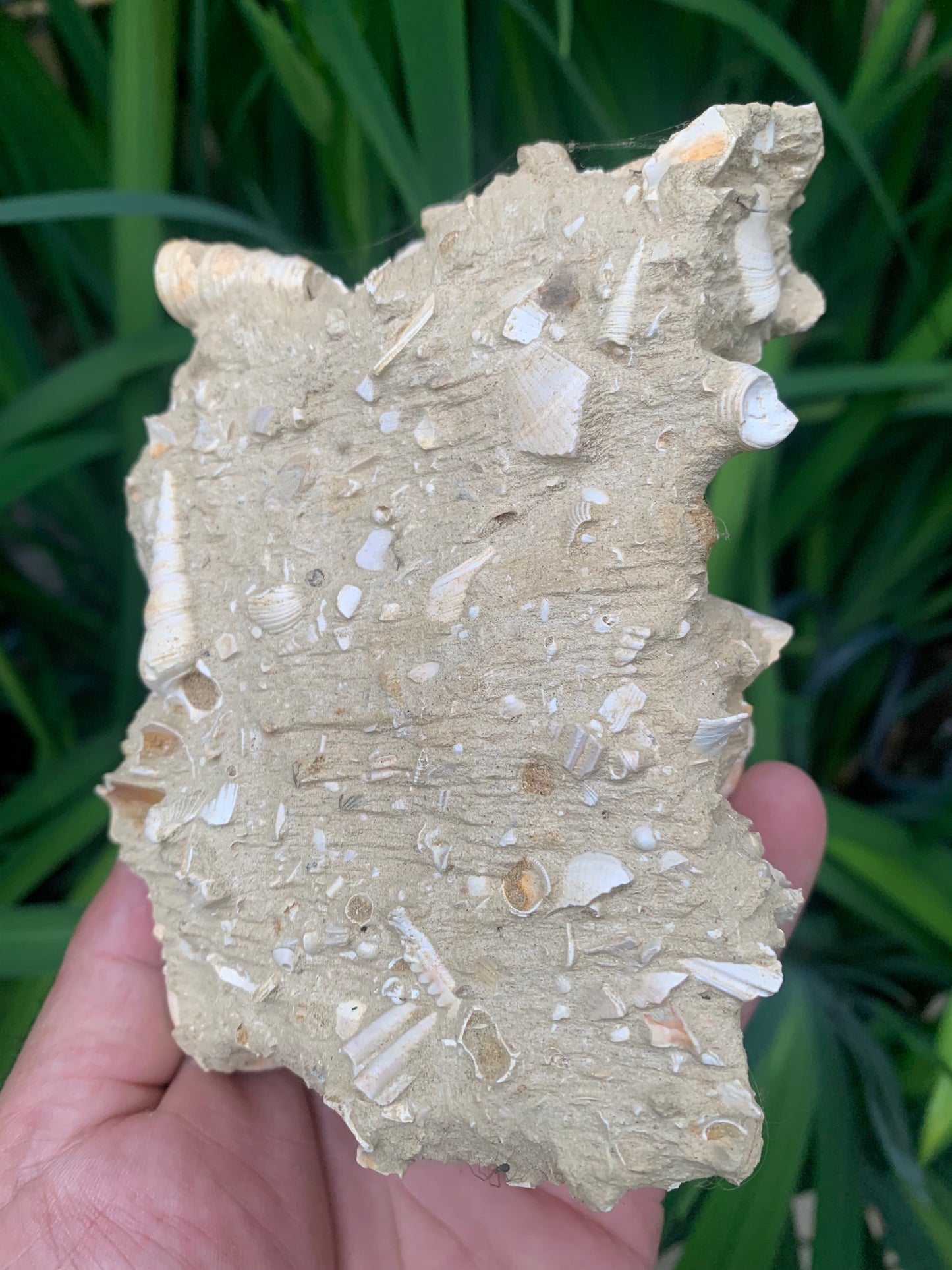 Coquillage de France (Mer des Faluns, Seine-et-Marne - 77). Amas/conglomérat de 13 × 18 × 7 cm, 656 grammes. Daté d’environ 1 million d’années !