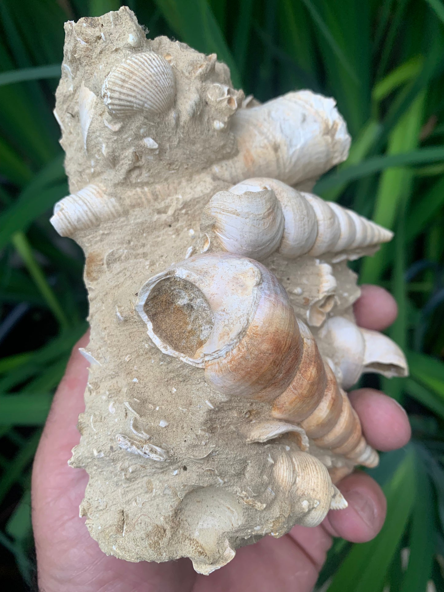 Coquillage de France (Mer des Faluns, Seine-et-Marne - 77). Amas/conglomérat de 13 × 18 × 7 cm, 656 grammes. Daté d’environ 1 million d’années !