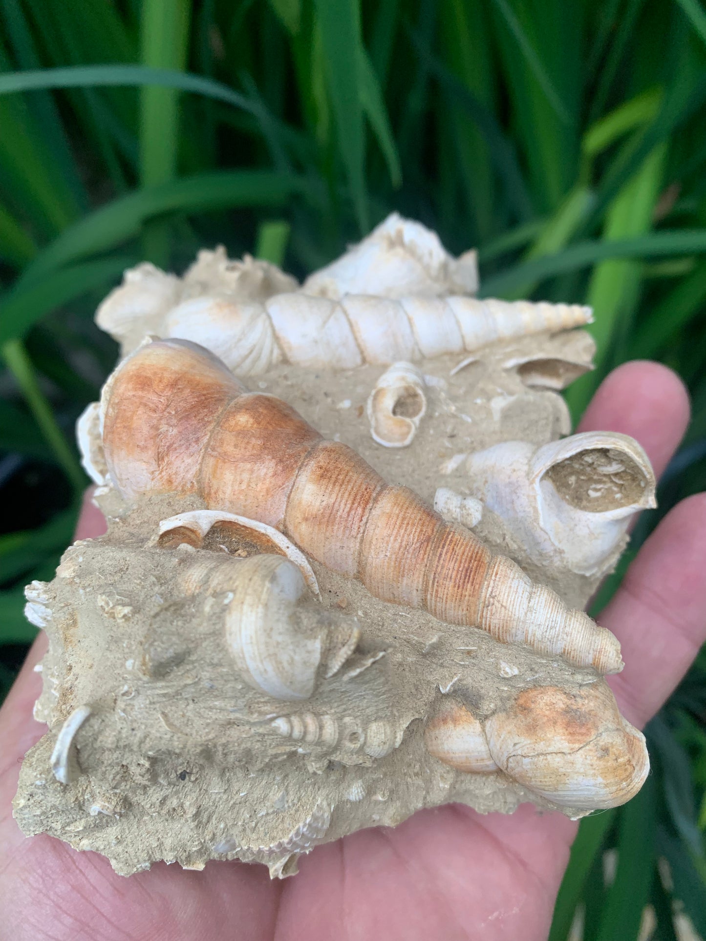 Coquillage de France (Mer des Faluns, Seine-et-Marne - 77). Amas/conglomérat de 13 × 18 × 7 cm, 656 grammes. Daté d’environ 1 million d’années !