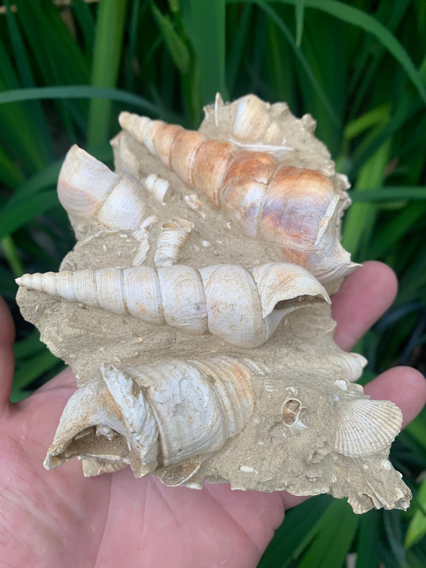 Coquillage de France (Mer des Faluns, Seine-et-Marne - 77). Amas/conglomérat de 13 × 18 × 7 cm, 656 grammes. Daté d’environ 1 million d’années !