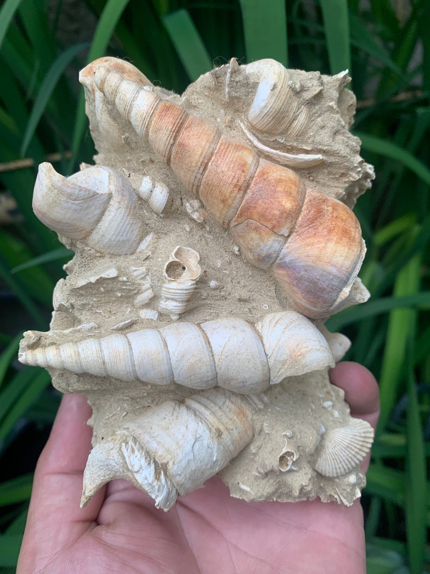 Coquillage de France (Mer des Faluns, Seine-et-Marne - 77). Amas/conglomérat de 13 × 18 × 7 cm, 656 grammes. Daté d’environ 1 million d’années !