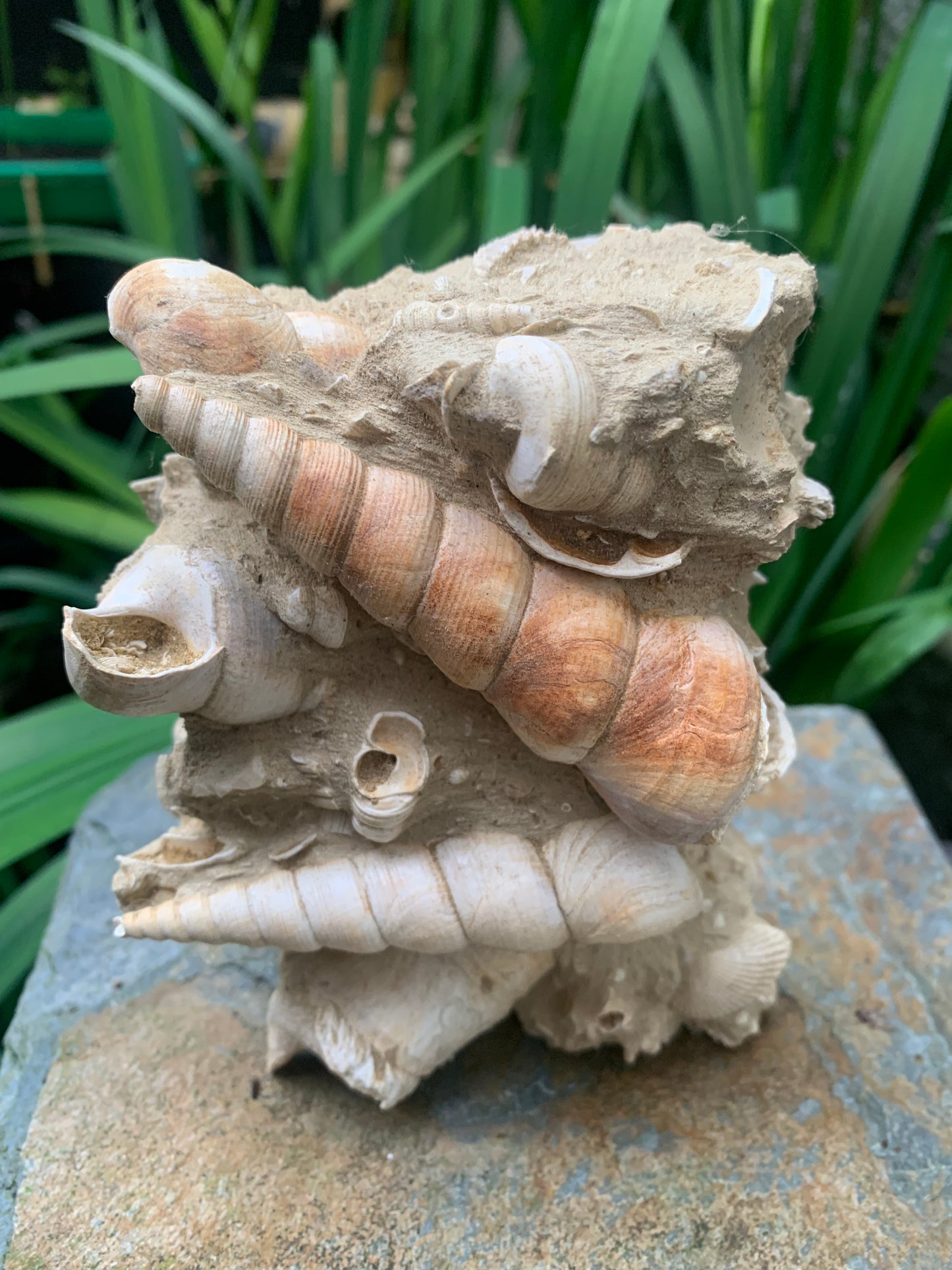 Coquillage de France (Mer des Faluns, Seine-et-Marne - 77). Amas/conglomérat de 13 × 18 × 7 cm, 656 grammes. Daté d’environ 1 million d’années !