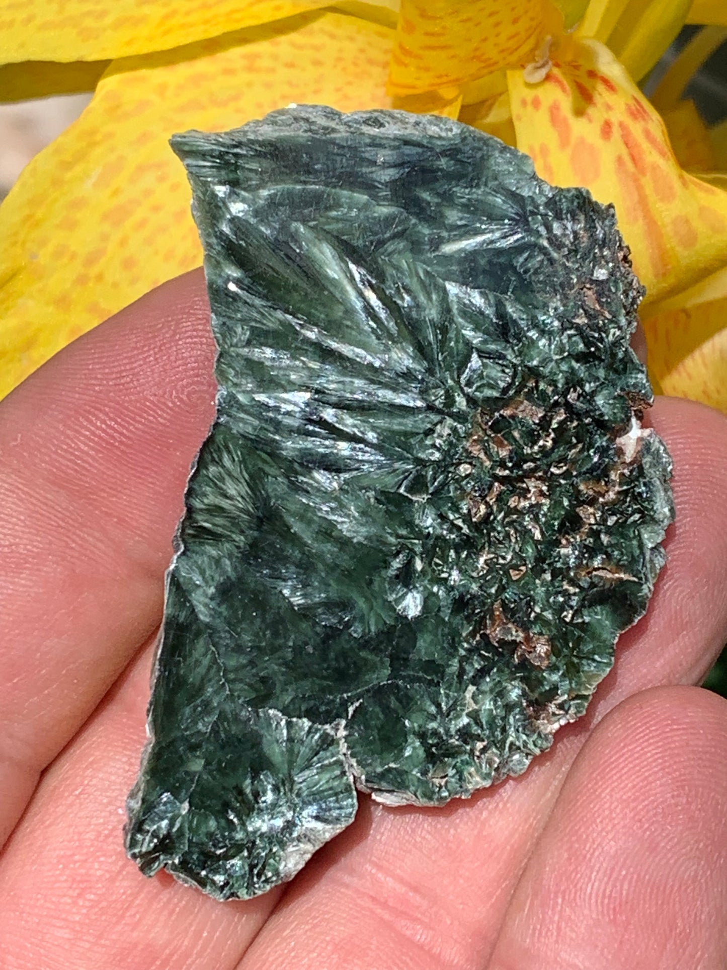 Séraphinite, spécimen avec 1 face polie et 1 face brute de 60mm de hauteur x 37 de largeur x 10 d'épaisseur. Superbe pièce pour bijouterie ou collection !