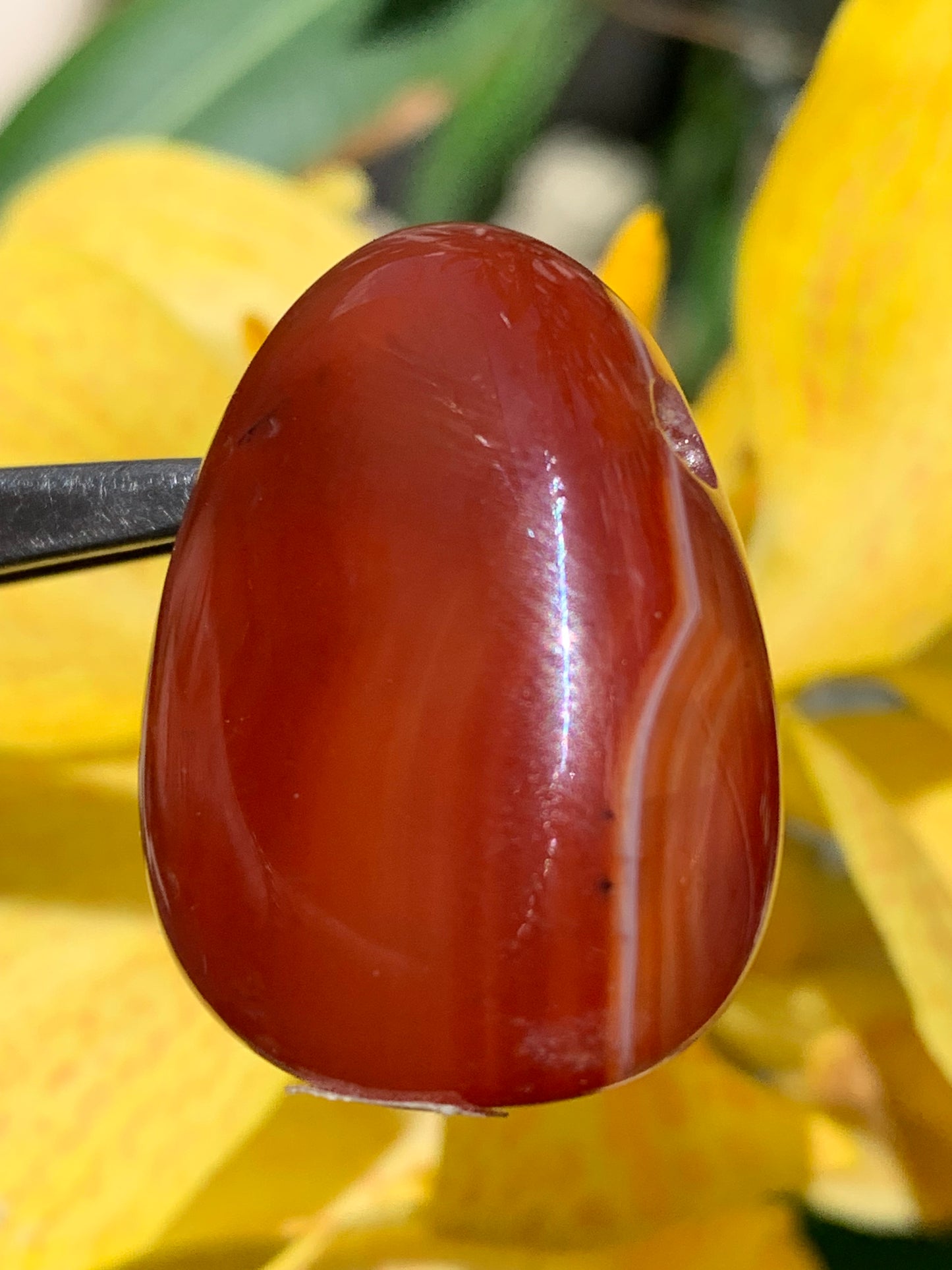 Carnelian, pendant measuring 31mm high x 23mm wide x 12mm thick. Sold with an adjustable black cord!
