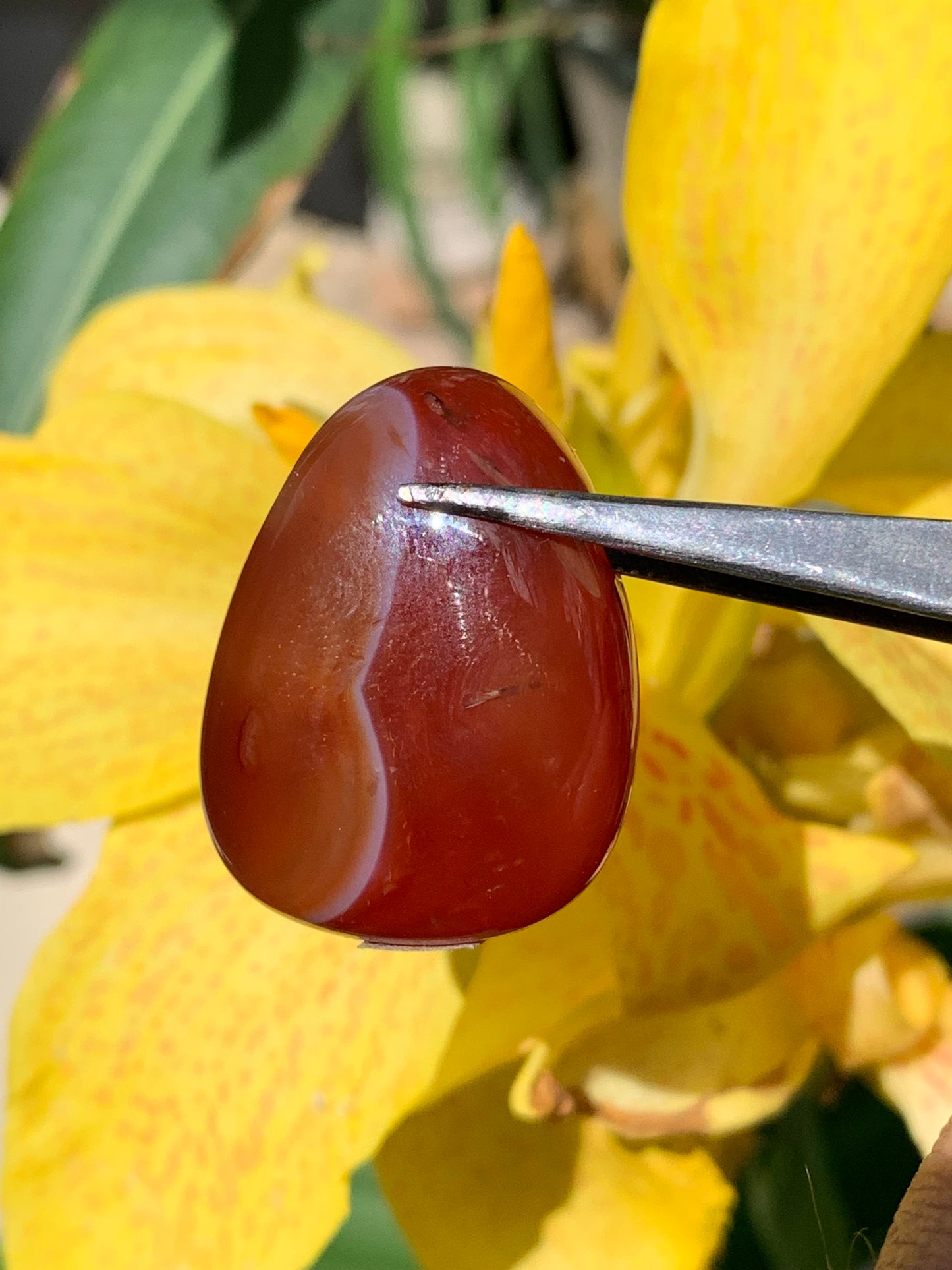 Carnelian, pendant measuring 31mm high x 23mm wide x 12mm thick. Sold with an adjustable black cord!