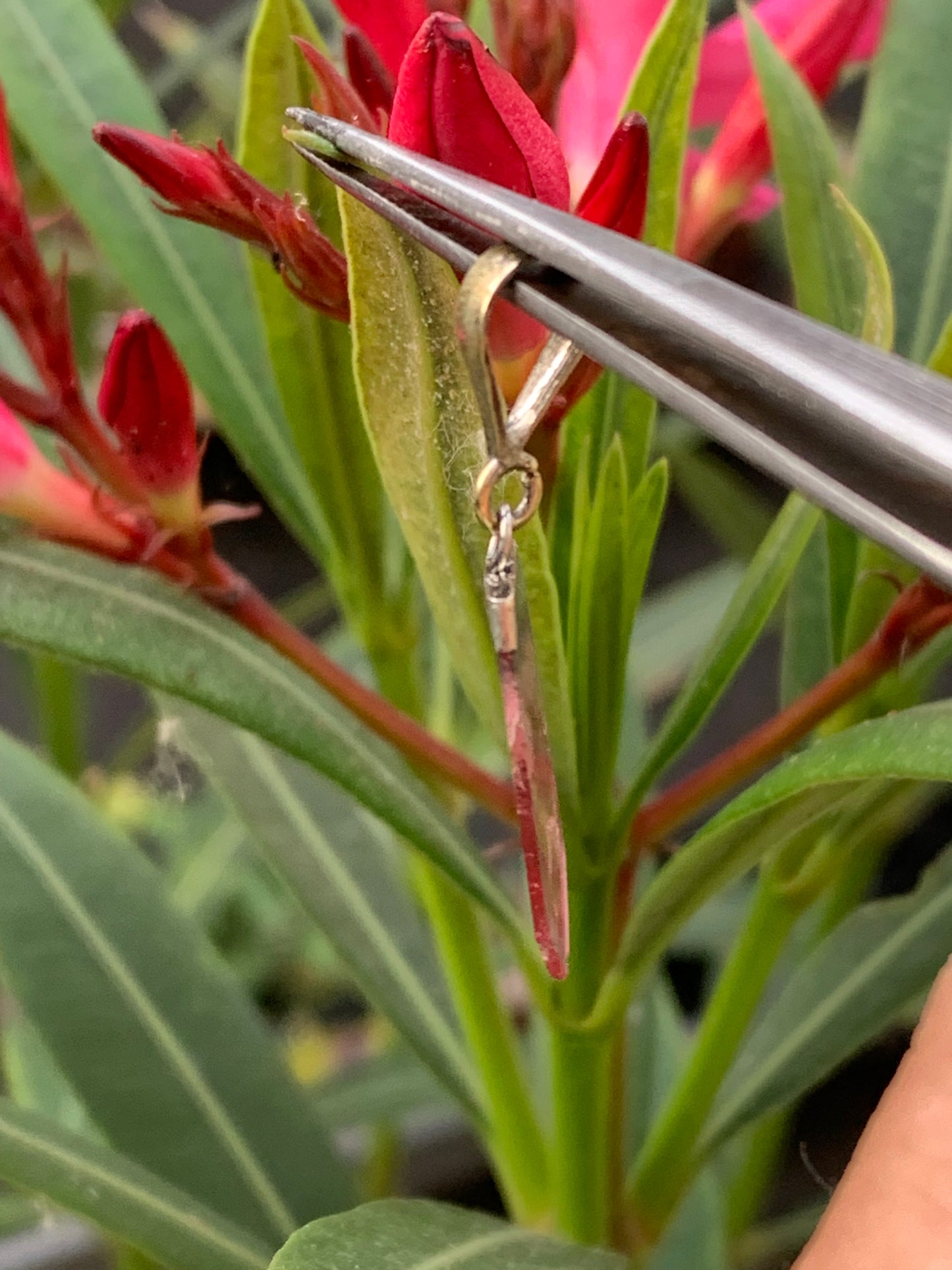 Elbaite watermelon tourmaline, silver pendant 36mm high x 14mm wide x 2mm. Sold with adjustable black cord!