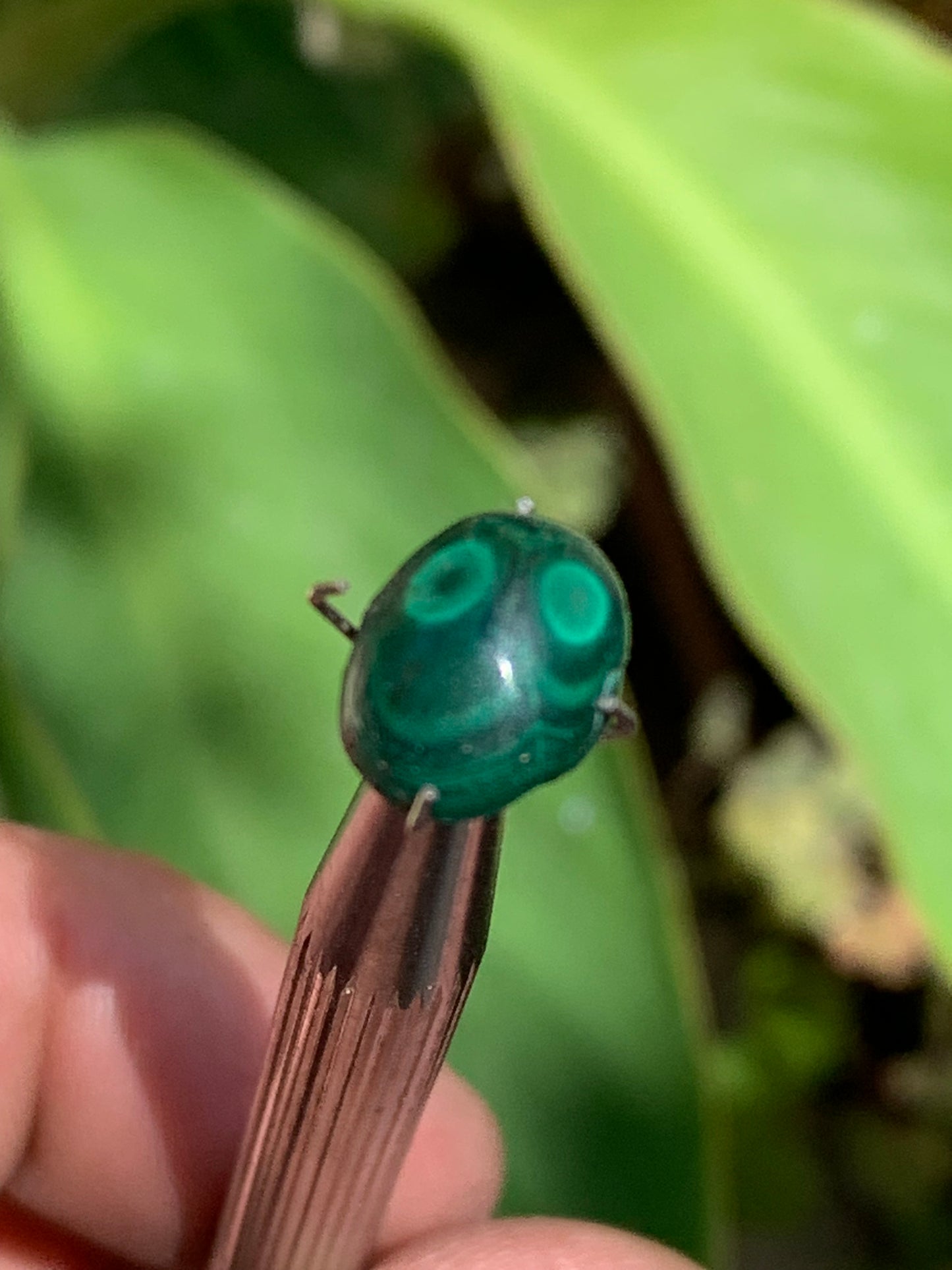 Malachite, cabochon de 12mm x9 x5 - 2,5 carats. Parfait en bijouterie, collection ,exposition...