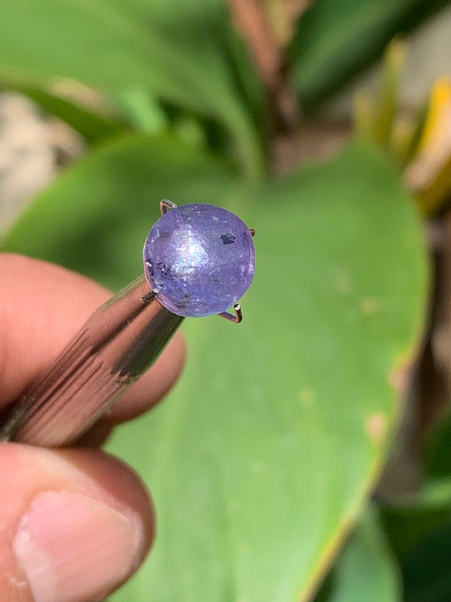 Tanzanite, 10mm diameter cabochon x 5 - 3.5 carats. Perfect for jewelry, collections, exhibitions...