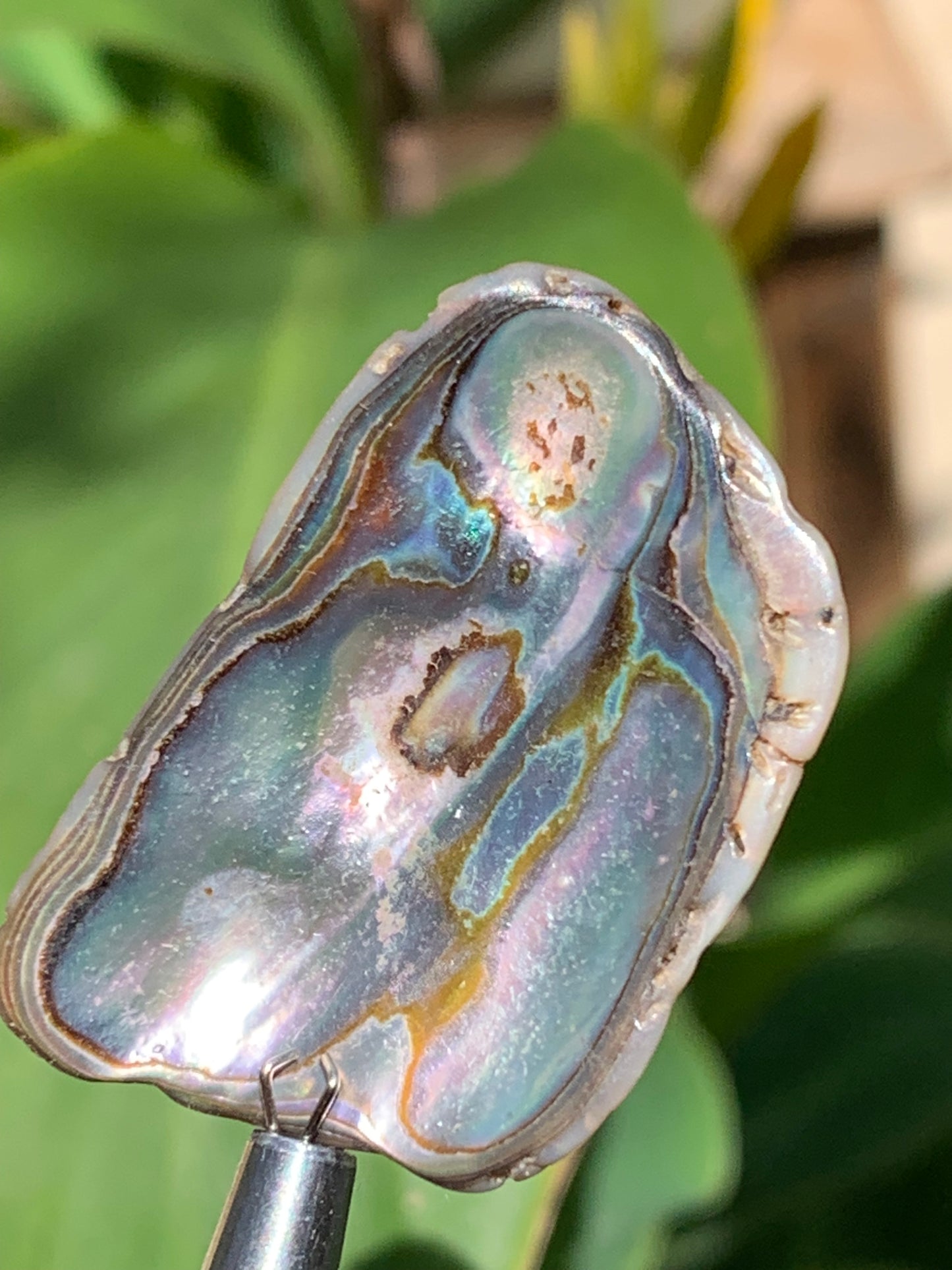 Nacre, pièce de 38mm x24 x3 - 3,5 grammes. Parfait en bijouterie, collection ,exposition...