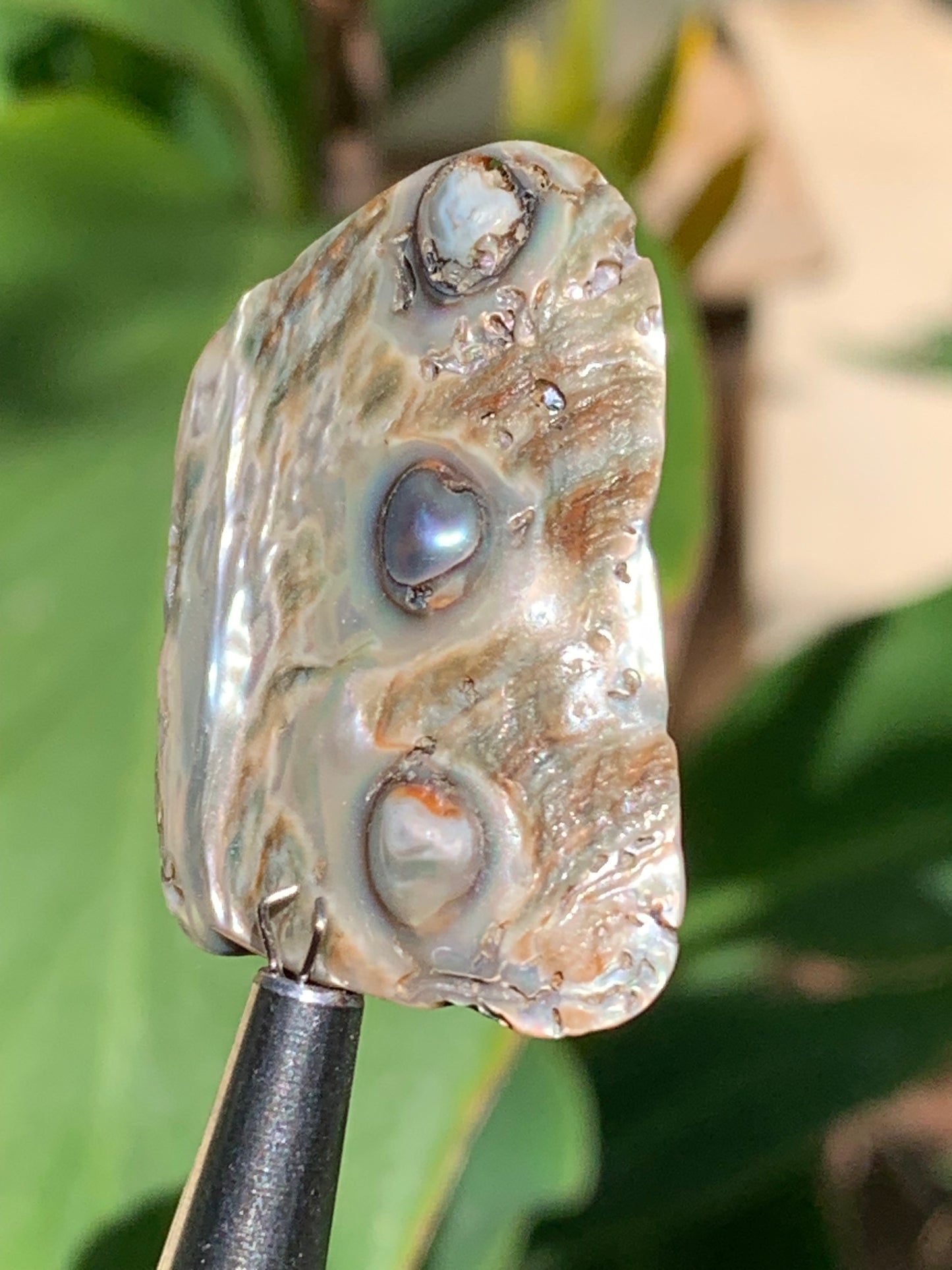 Nacre, pièce de 38mm x24 x3 - 3,5 grammes. Parfait en bijouterie, collection ,exposition...