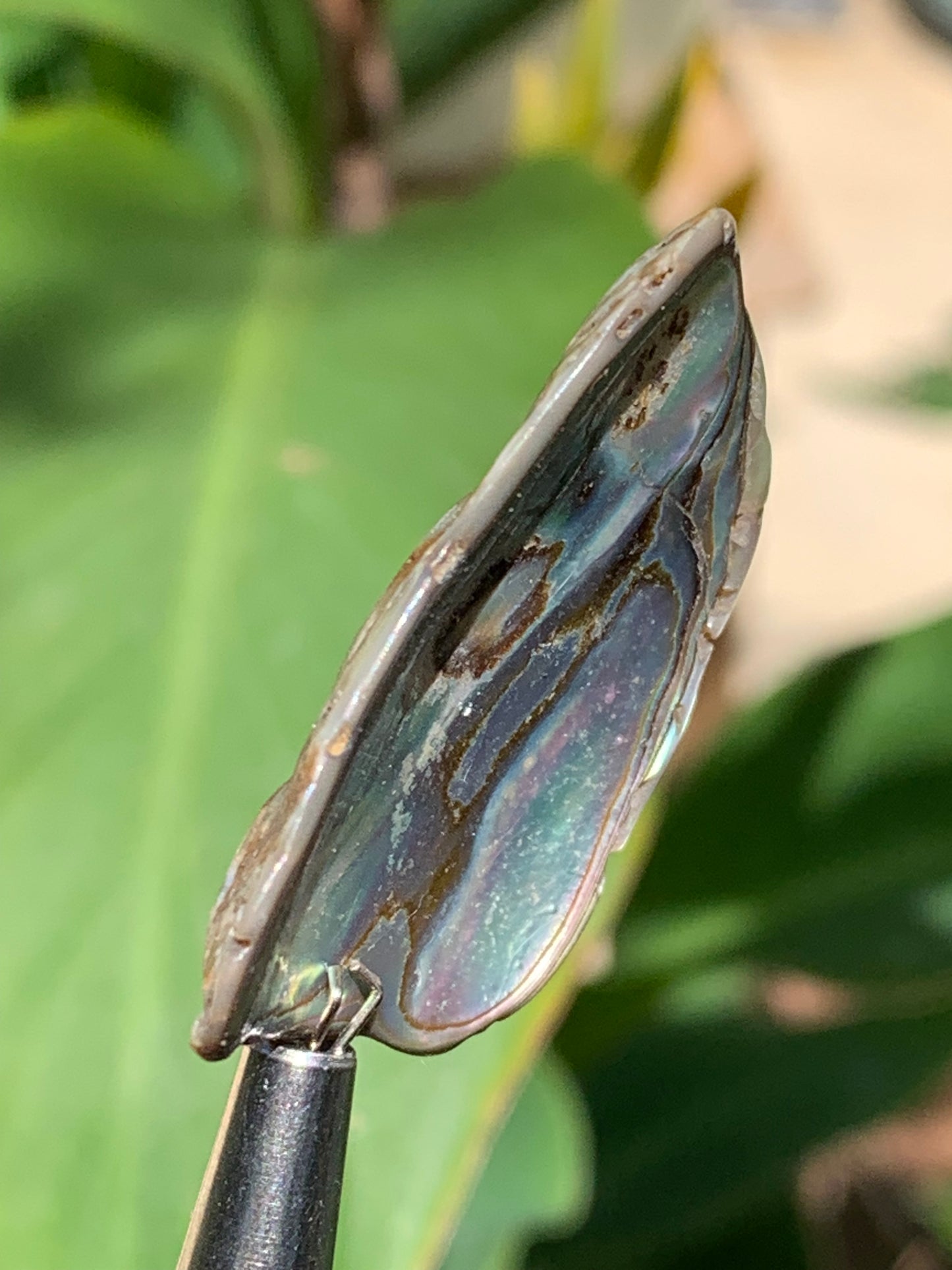Nacre, pièce de 38mm x24 x3 - 3,5 grammes. Parfait en bijouterie, collection ,exposition...