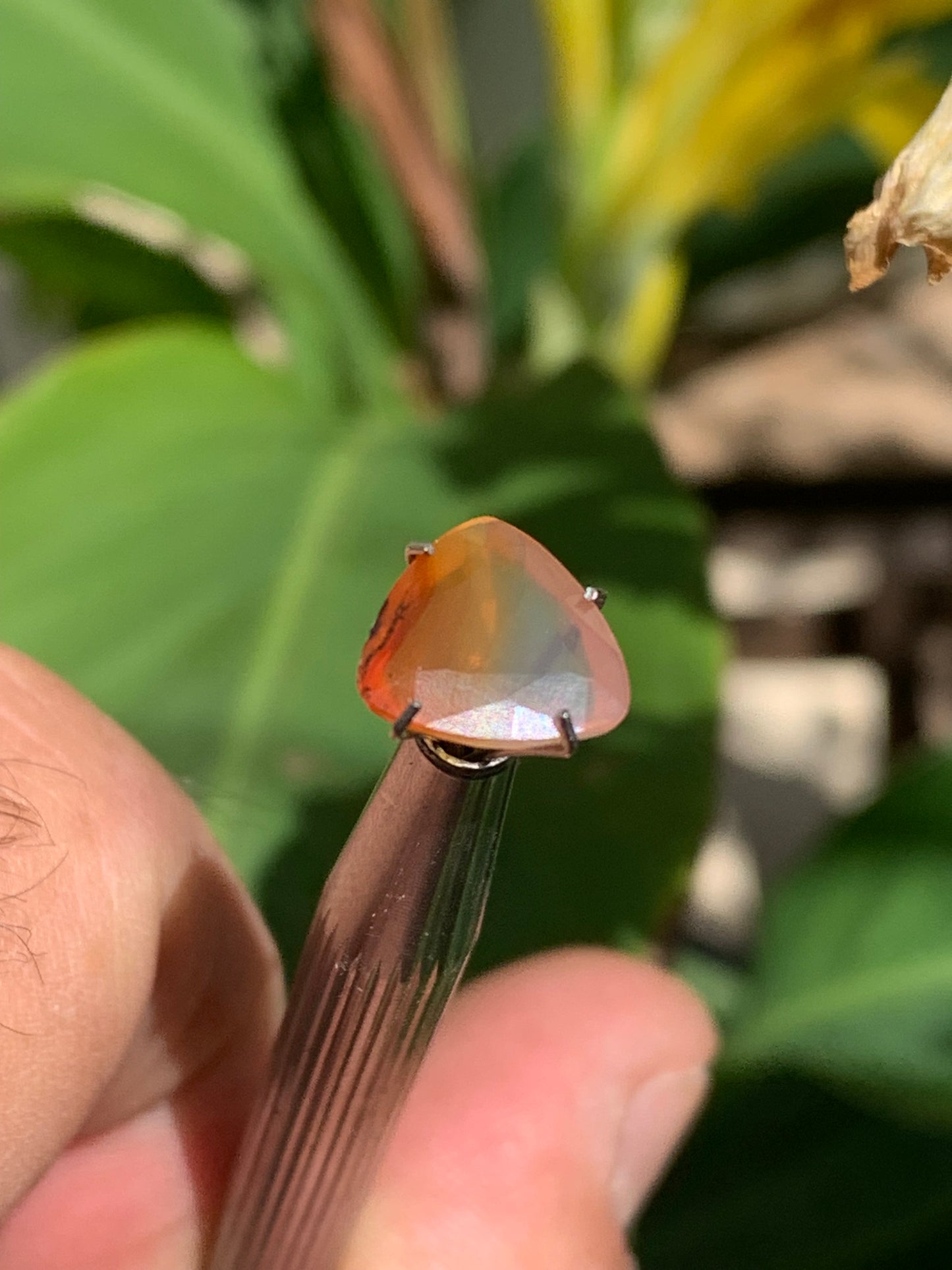 Cornaline, pierre fine taillée de 10mm x10 x4 - 2,5 carats. Parfait en bijouterie, collection ,exposition...