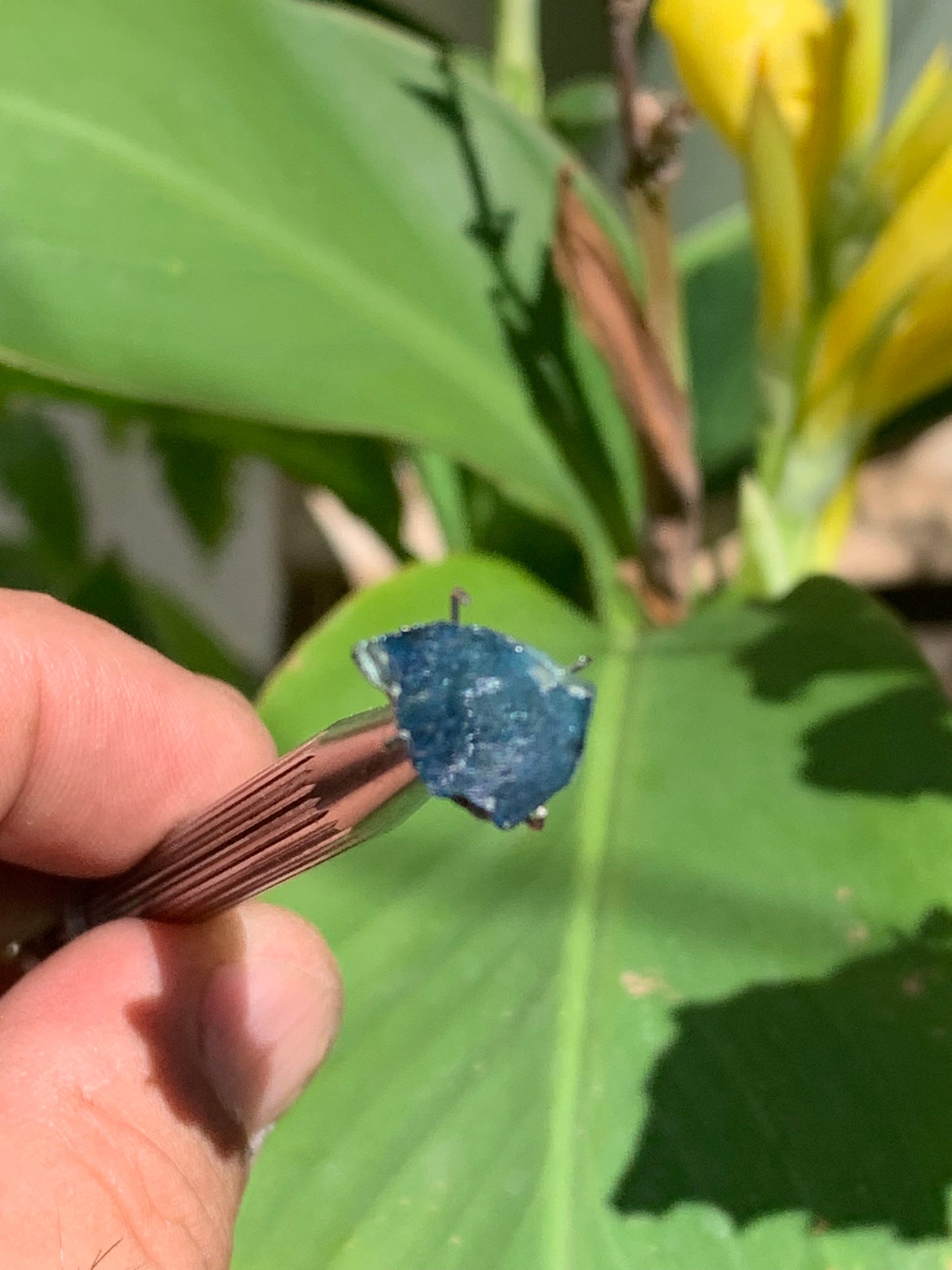 Tourmaline/ Indicolite, de 13mm x10 x 3 environ - 4,5 carats. Parfait en bijouterie, collection ,exposition...