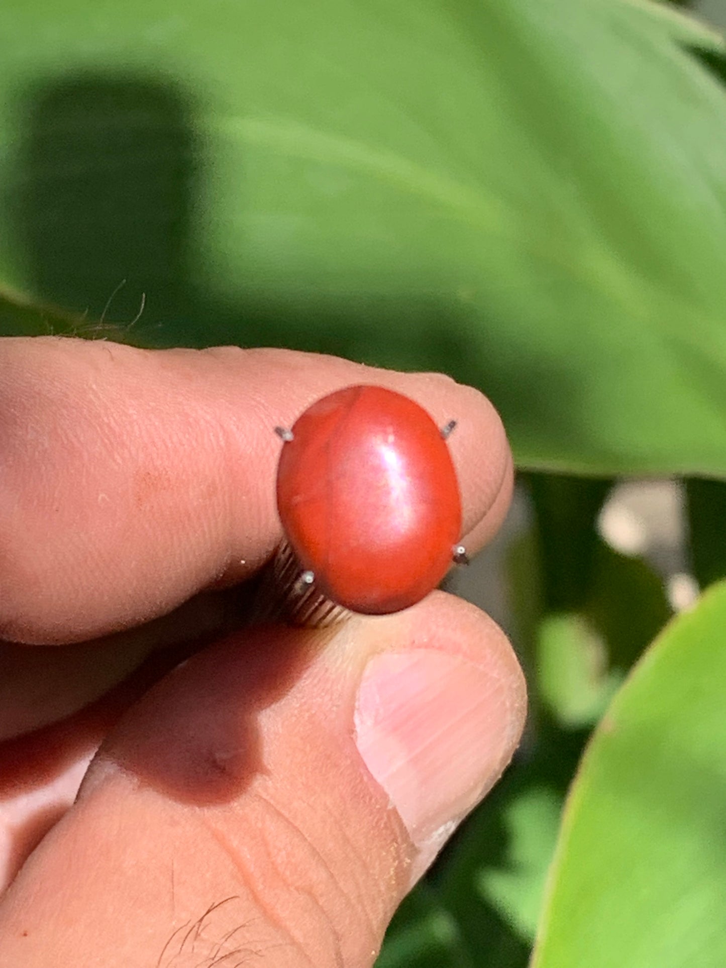 Jaspe rouge, cabochon de 13mm x10 x4 - 4 carats. Parfait en bijouterie, collection ,exposition...