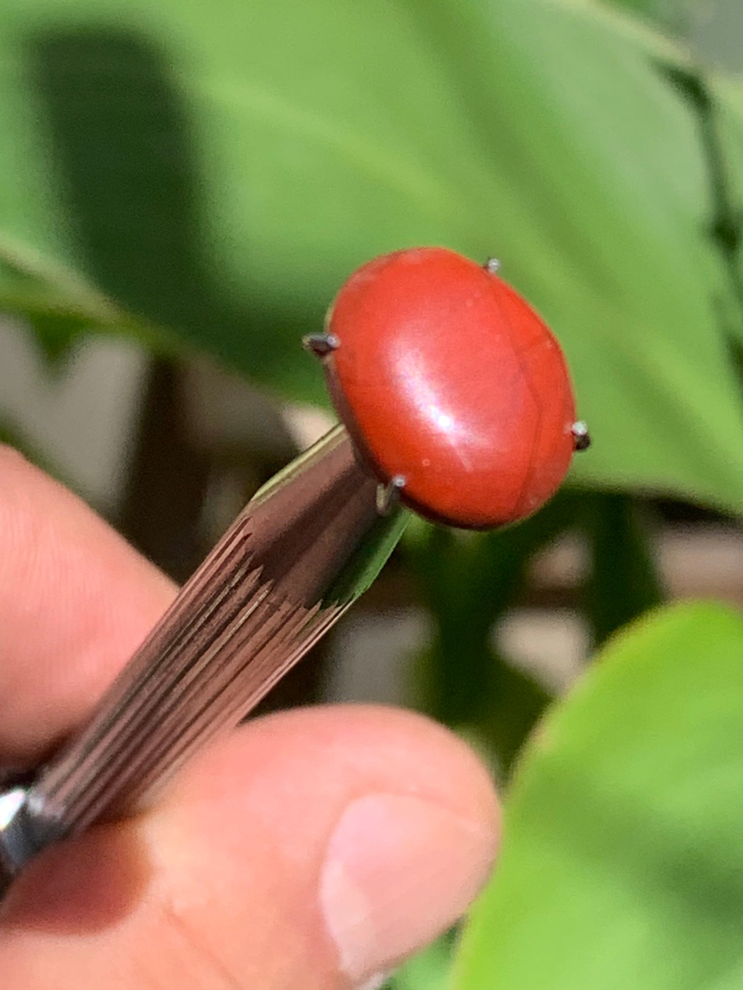 Jaspe rouge, cabochon de 13mm x10 x4 - 4 carats. Parfait en bijouterie, collection ,exposition...