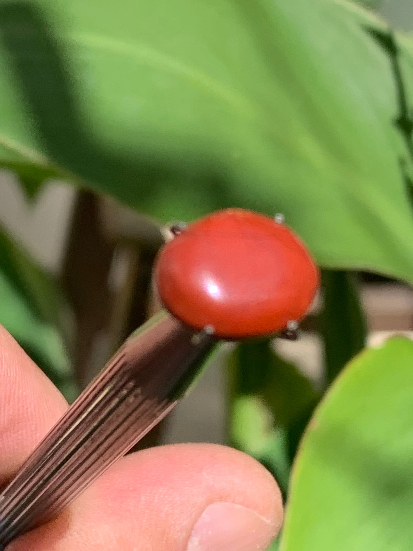 Jaspe rouge, cabochon de 13mm x10 x4 - 4 carats. Parfait en bijouterie, collection ,exposition...