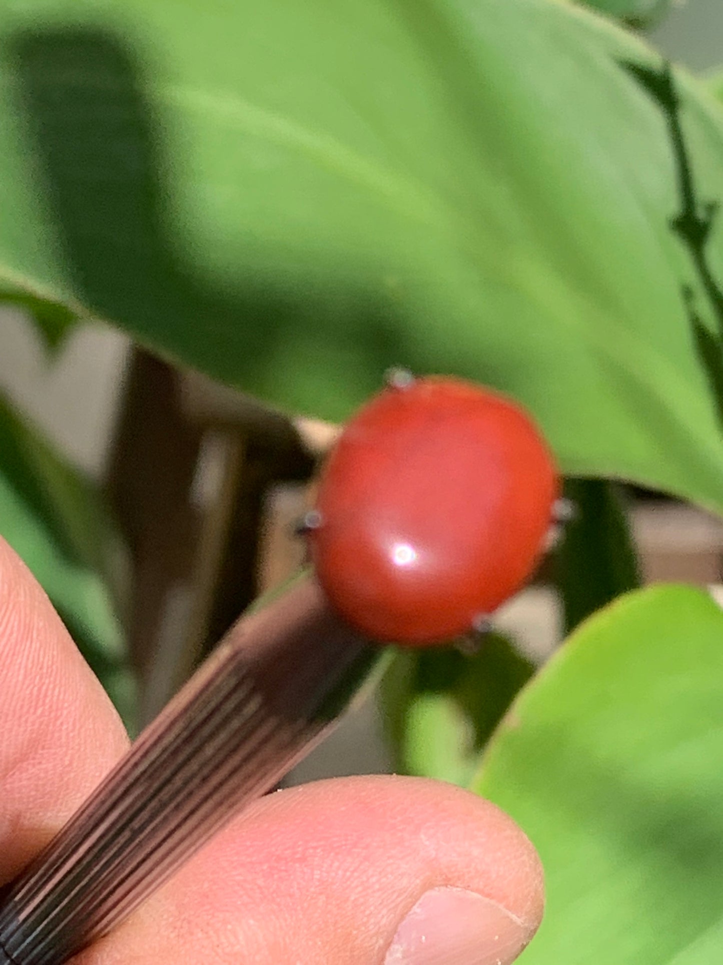 Jaspe rouge, cabochon de 13mm x10 x4 - 4 carats. Parfait en bijouterie, collection ,exposition...
