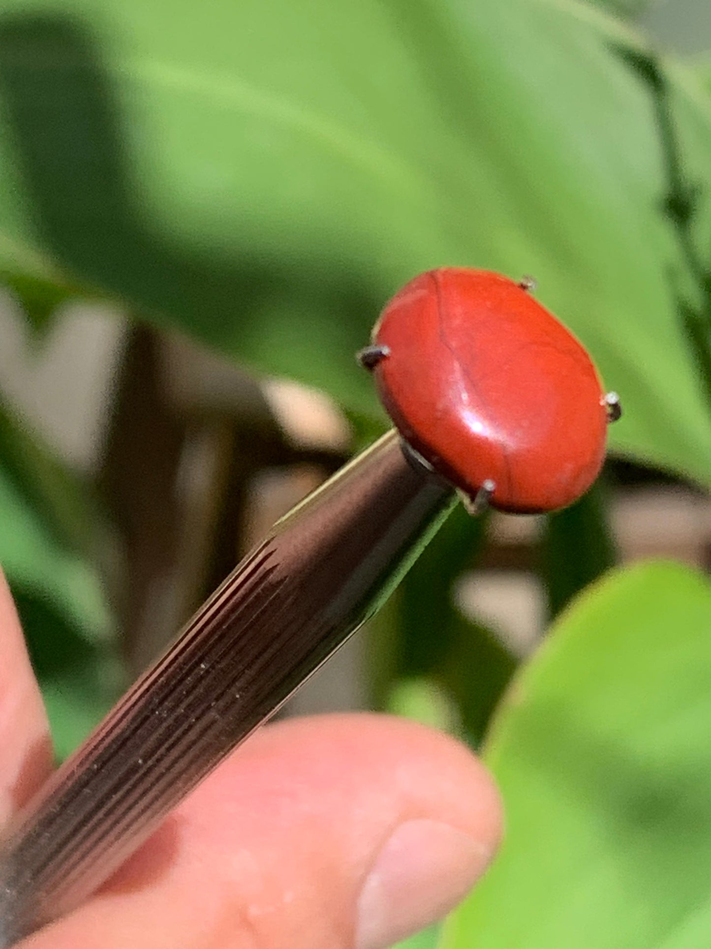 Jaspe rouge, cabochon de 13mm x10 x4 - 4 carats. Parfait en bijouterie, collection ,exposition...