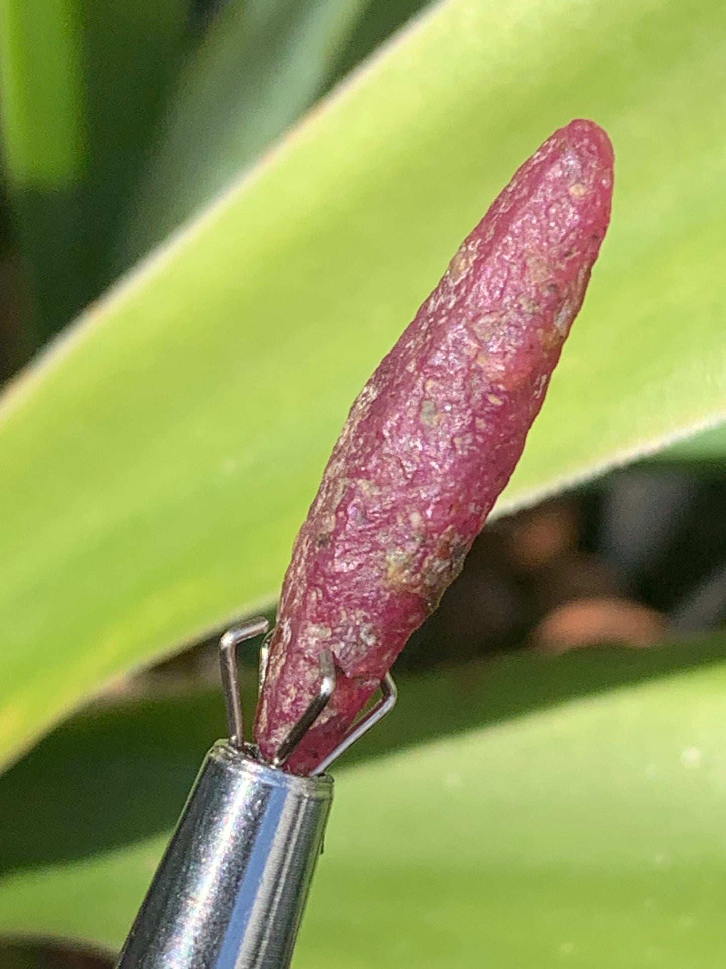 Rubis 'navette' de Mauritanie, cristaux bruts vendus a l'unité ou en lot, d'environ de 24mm x6 x 6 - 6,1 grammes (lot). Parfait en bijouterie, collection ,exposition...