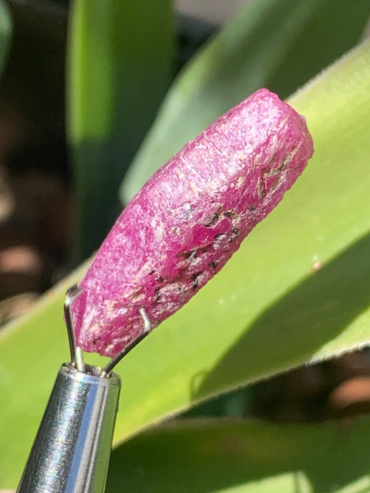 Rubis 'navette' de Mauritanie, cristaux bruts vendus a l'unité ou en lot, d'environ de 24mm x6 x 6 - 6,1 grammes (lot). Parfait en bijouterie, collection ,exposition...