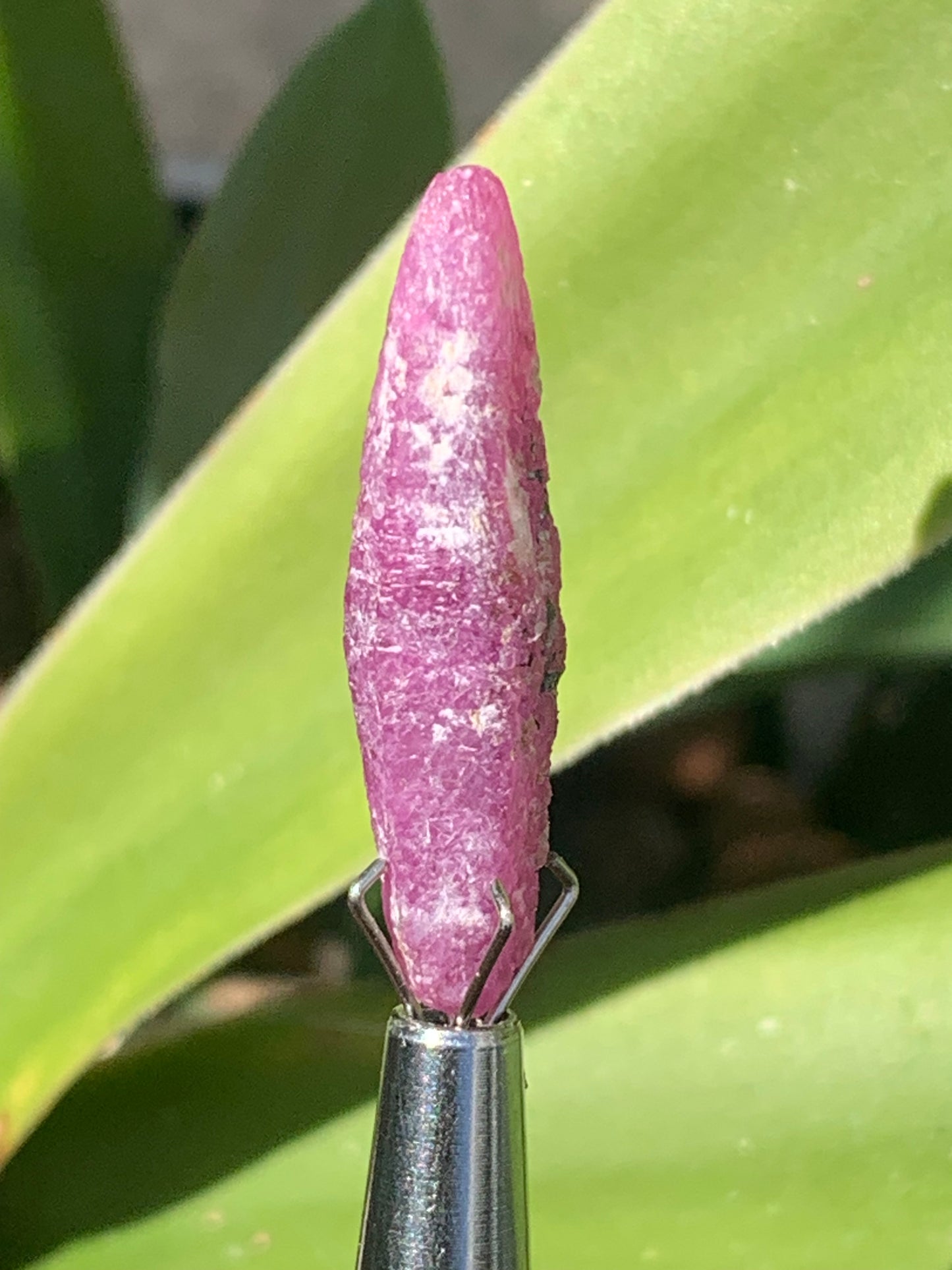 Rubis 'navette' de Mauritanie, cristaux bruts vendus a l'unité ou en lot, d'environ de 24mm x6 x 6 - 6,1 grammes (lot). Parfait en bijouterie, collection ,exposition...