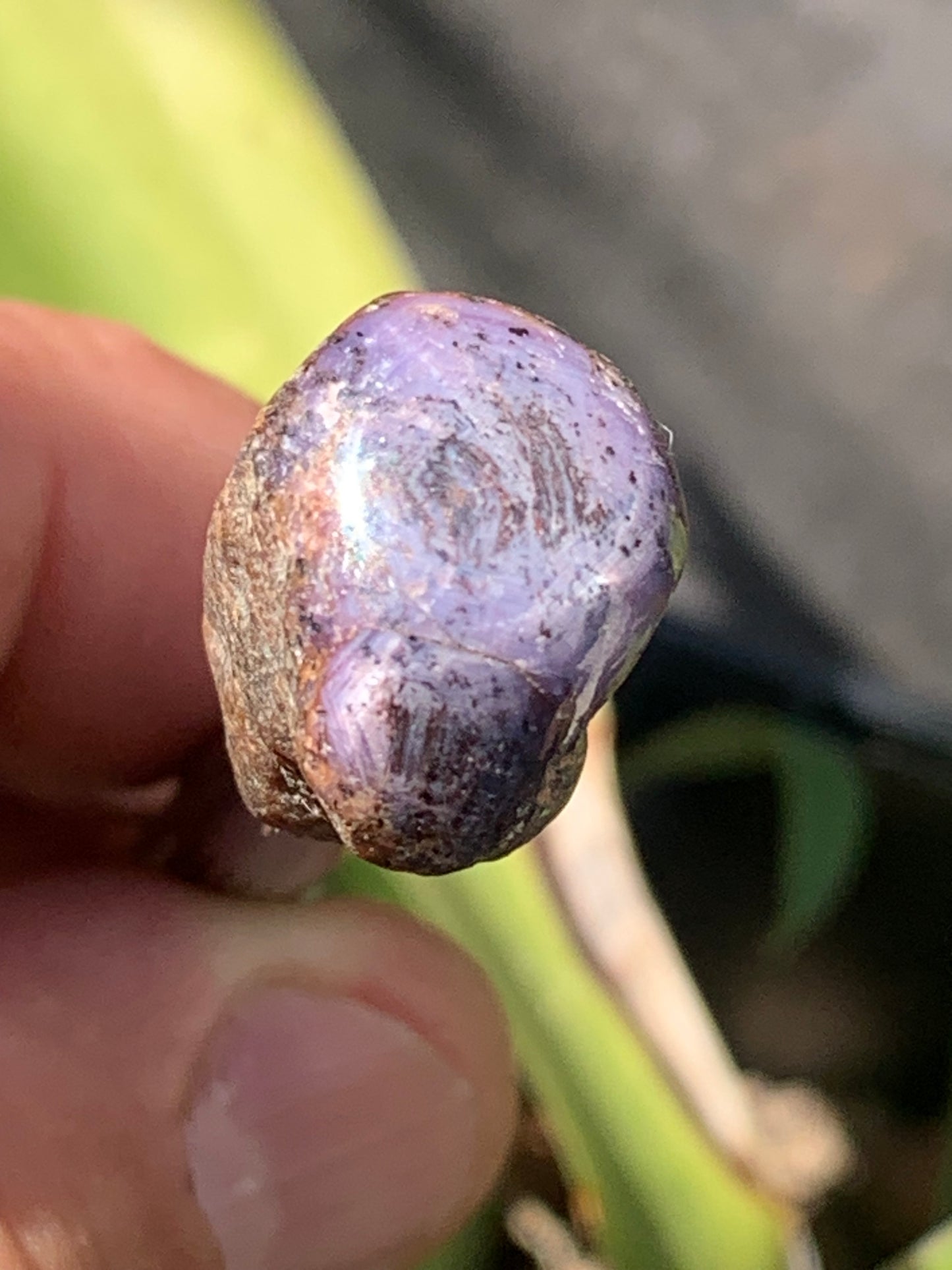 Rubis étoilé semi poli de 29mm x18 x14 - 12,1 grammes. Parfait en bijouterie, collection ,exposition...