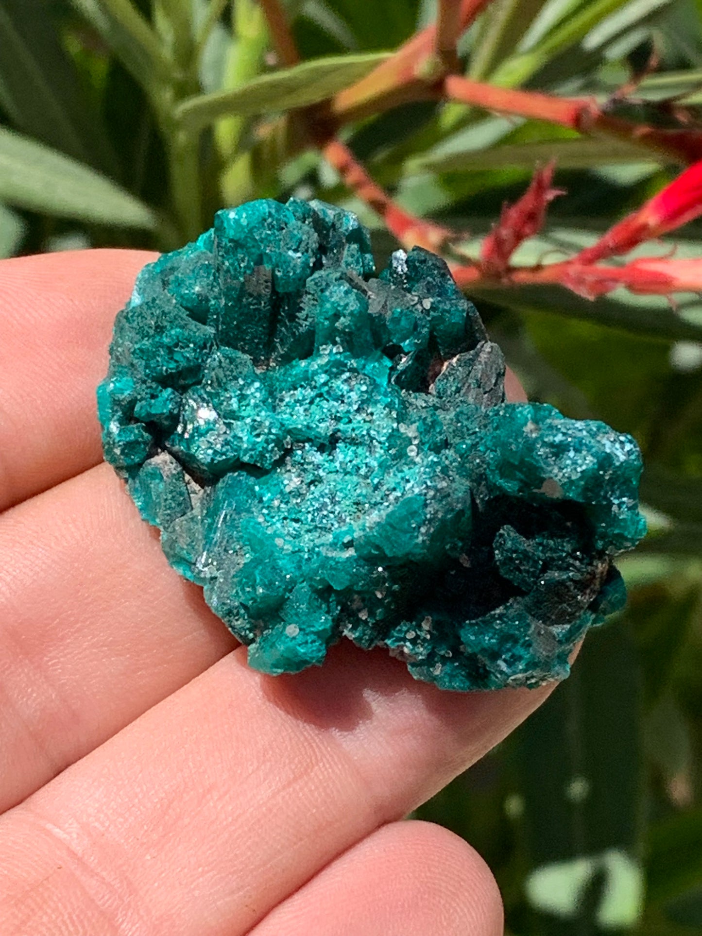 Dioptase, spécimen cristalisé de 46mm x 30 x 20 - 28 grammes ! Rare et puissante en minéralogie et lithothérapie !