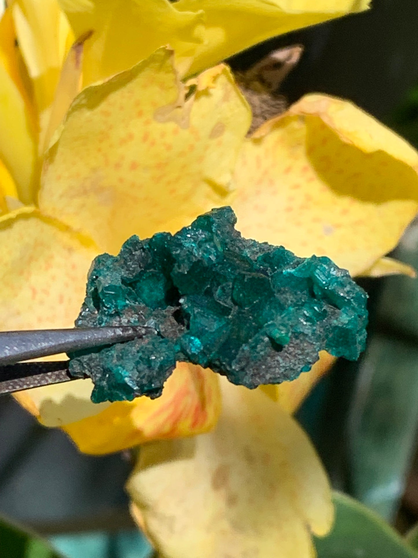 Dioptase, spécimen cristalisé de 32mm x 26 x 14 - 7,8 grammes ! Rare et puissante en minéralogie et lithothérapie !