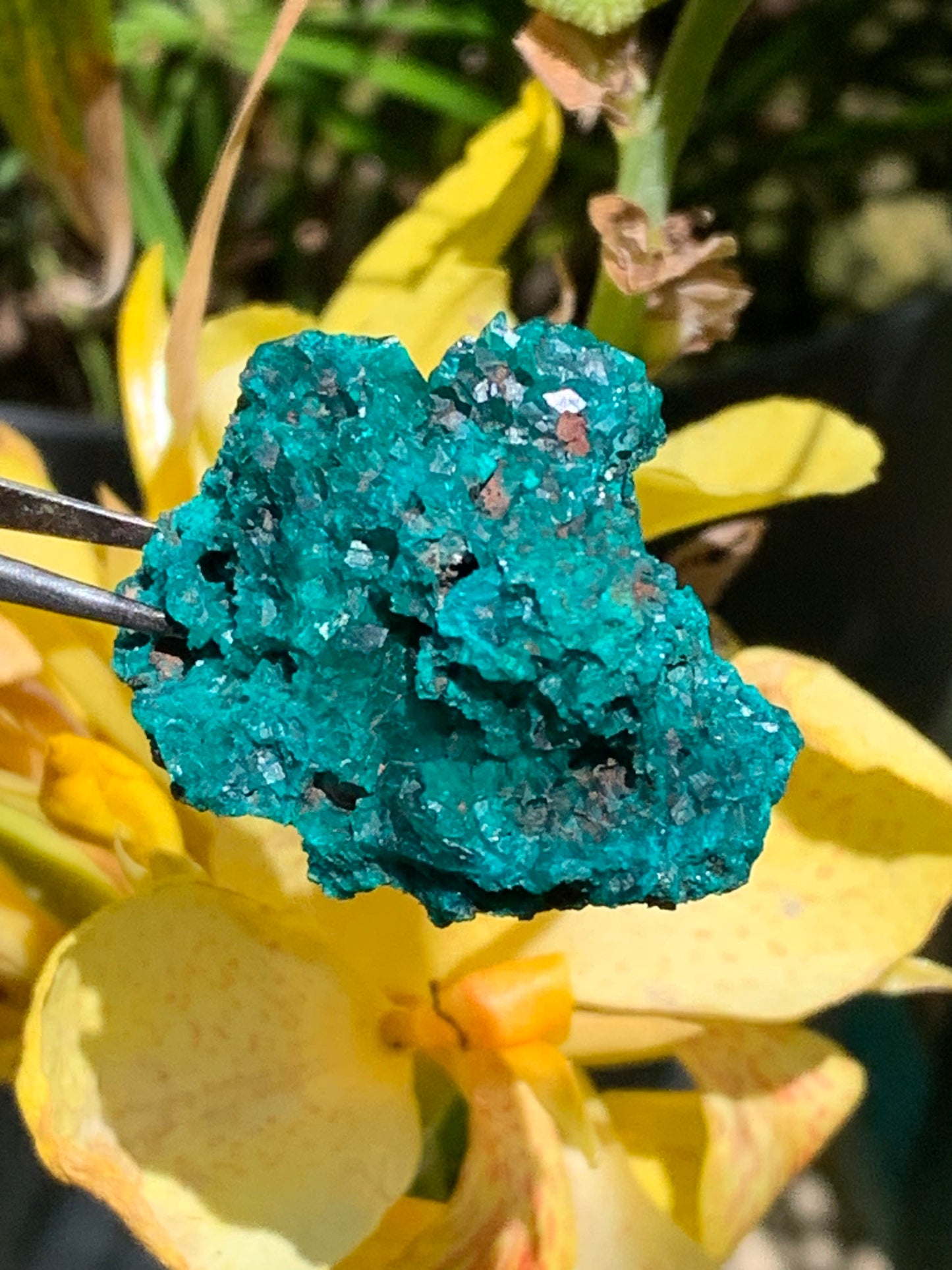 Dioptase, spécimen cristalisé de 42mm x 27 x 27 - 28 grammes ! Rare et puissante en minéralogie et lithothérapie !